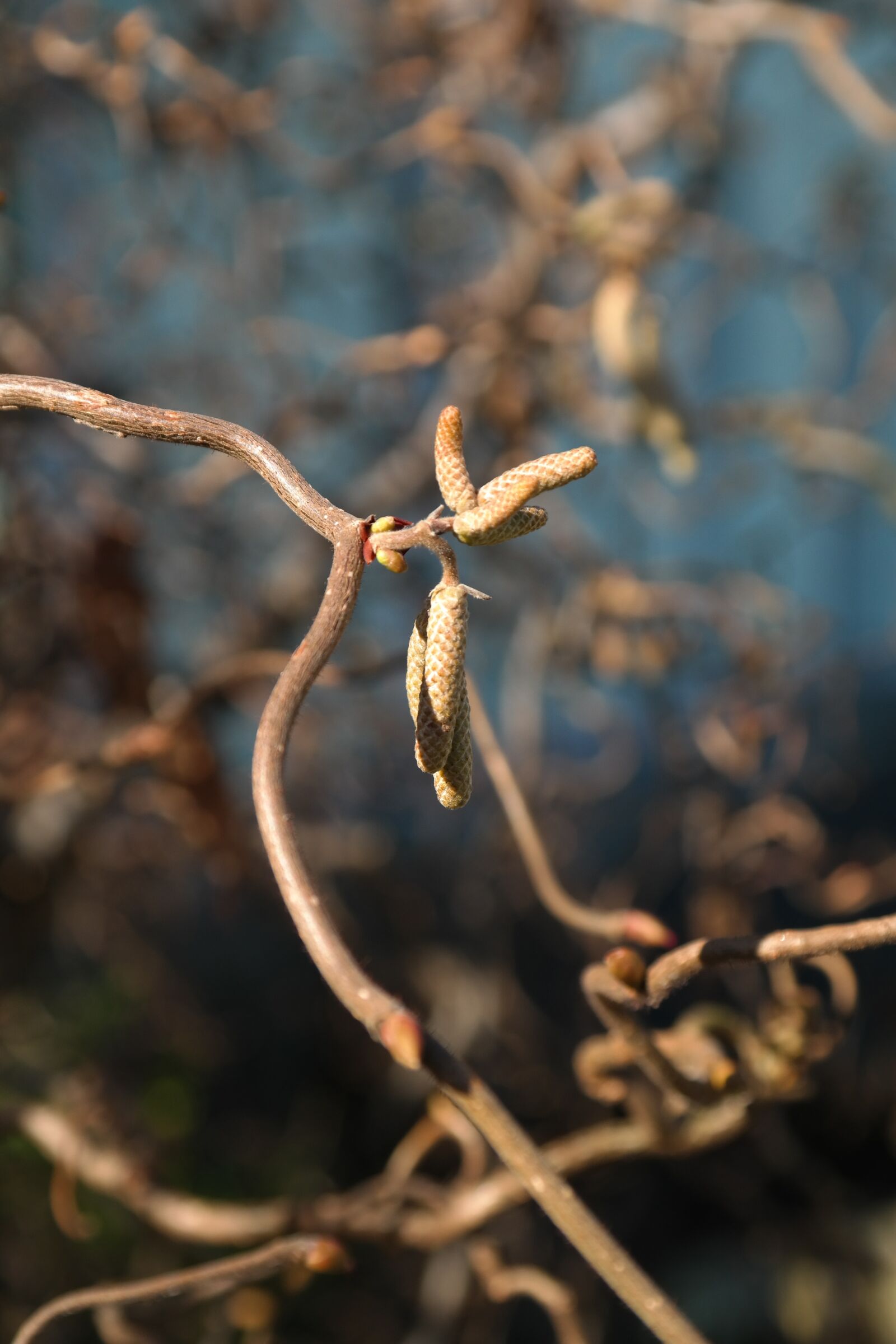 Samsung NX300 sample photo. Corkscrew hazel, c avellana photography