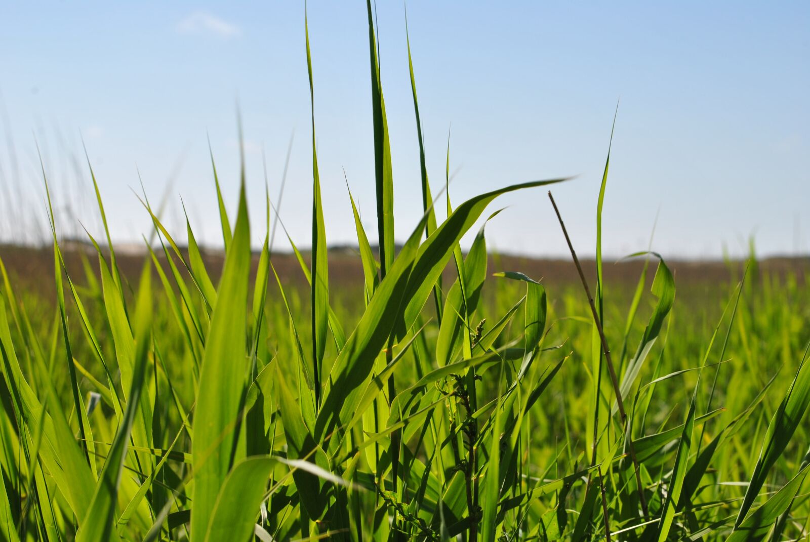 Nikon D3000 sample photo. Reed, beach, nature photography