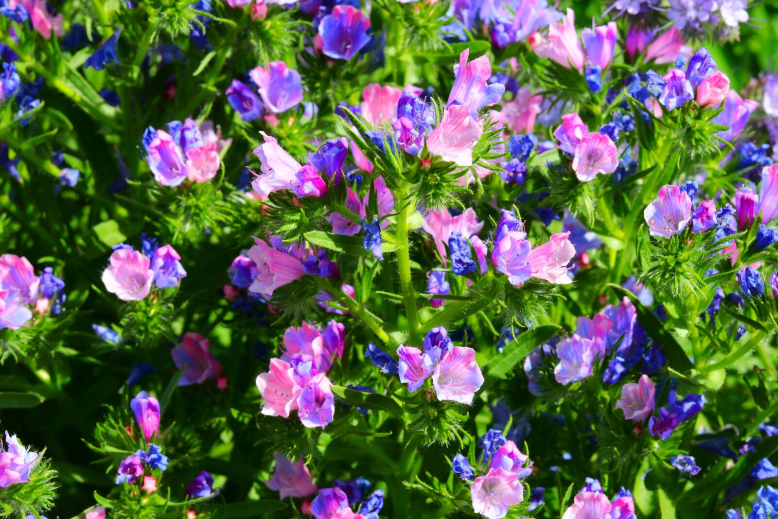 Canon EOS 80D + Canon EF 50mm F1.8 STM sample photo. Flowers, garden, nature photography