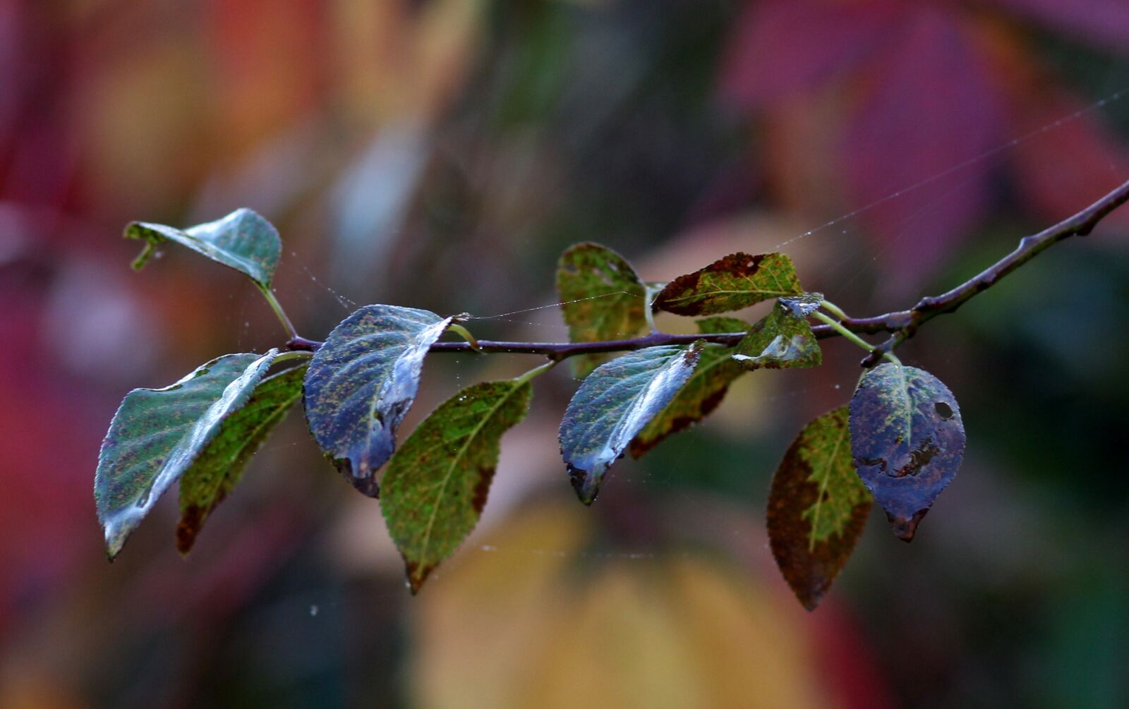 Canon EOS 700D (EOS Rebel T5i / EOS Kiss X7i) + Canon EF 85mm F1.8 USM sample photo. Leaf, casey, green photography