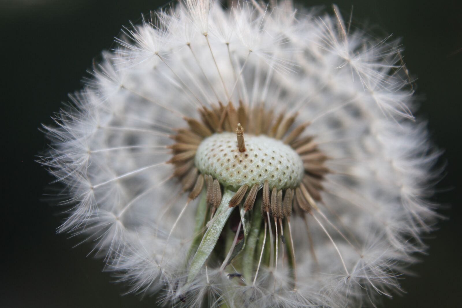 Canon EOS 550D (EOS Rebel T2i / EOS Kiss X4) sample photo. Dandelion, nature, faded dandelion photography