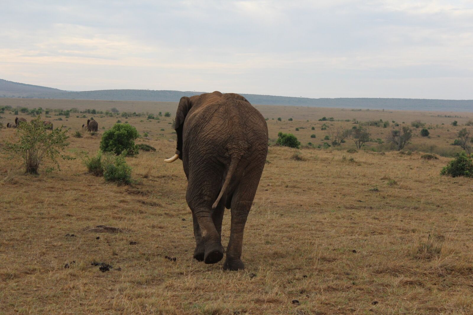 Canon EOS 600D (Rebel EOS T3i / EOS Kiss X5) sample photo. Massai mara, elephant, kenya photography