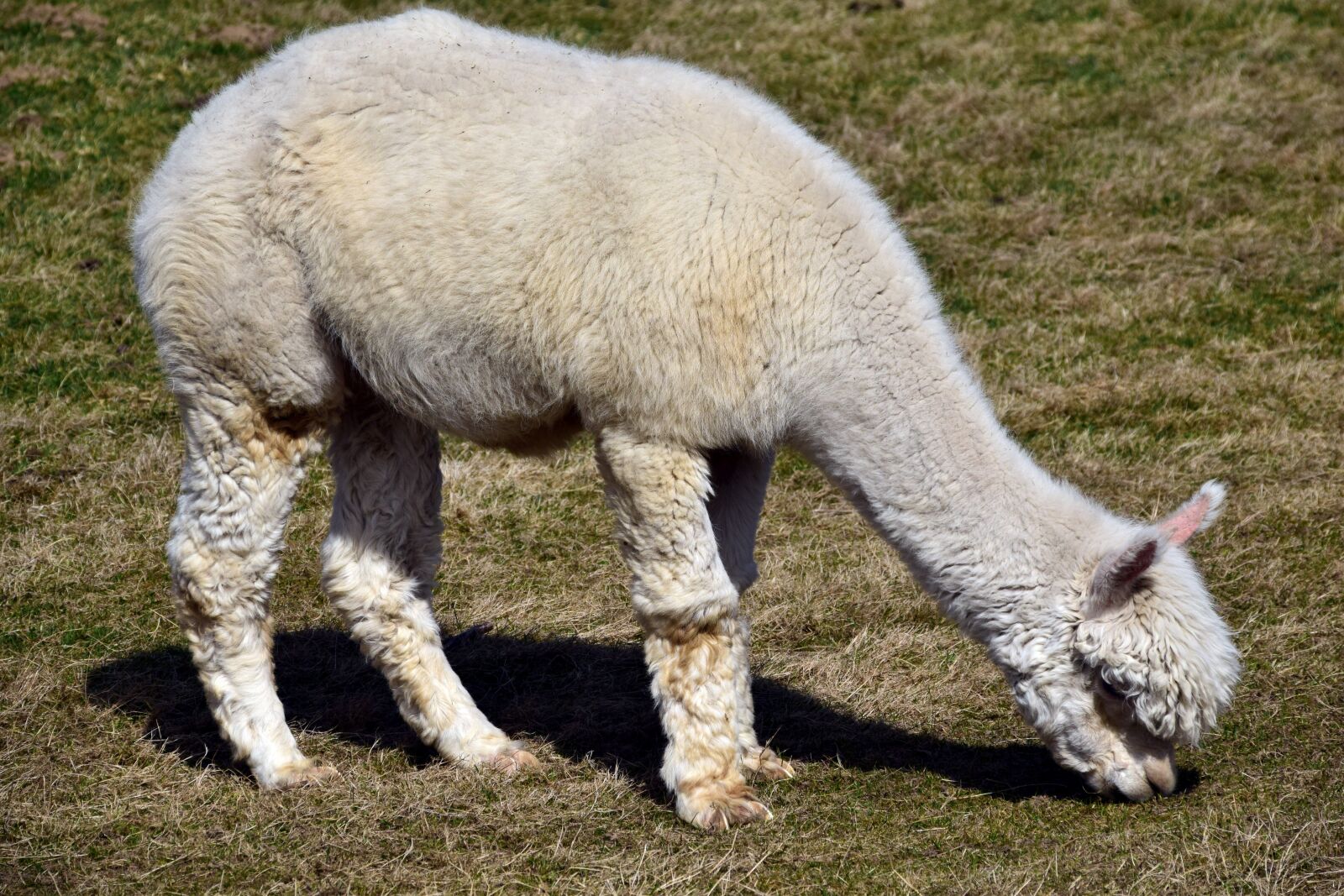 Nikon D3300 sample photo. Alpaca, animal, wool photography