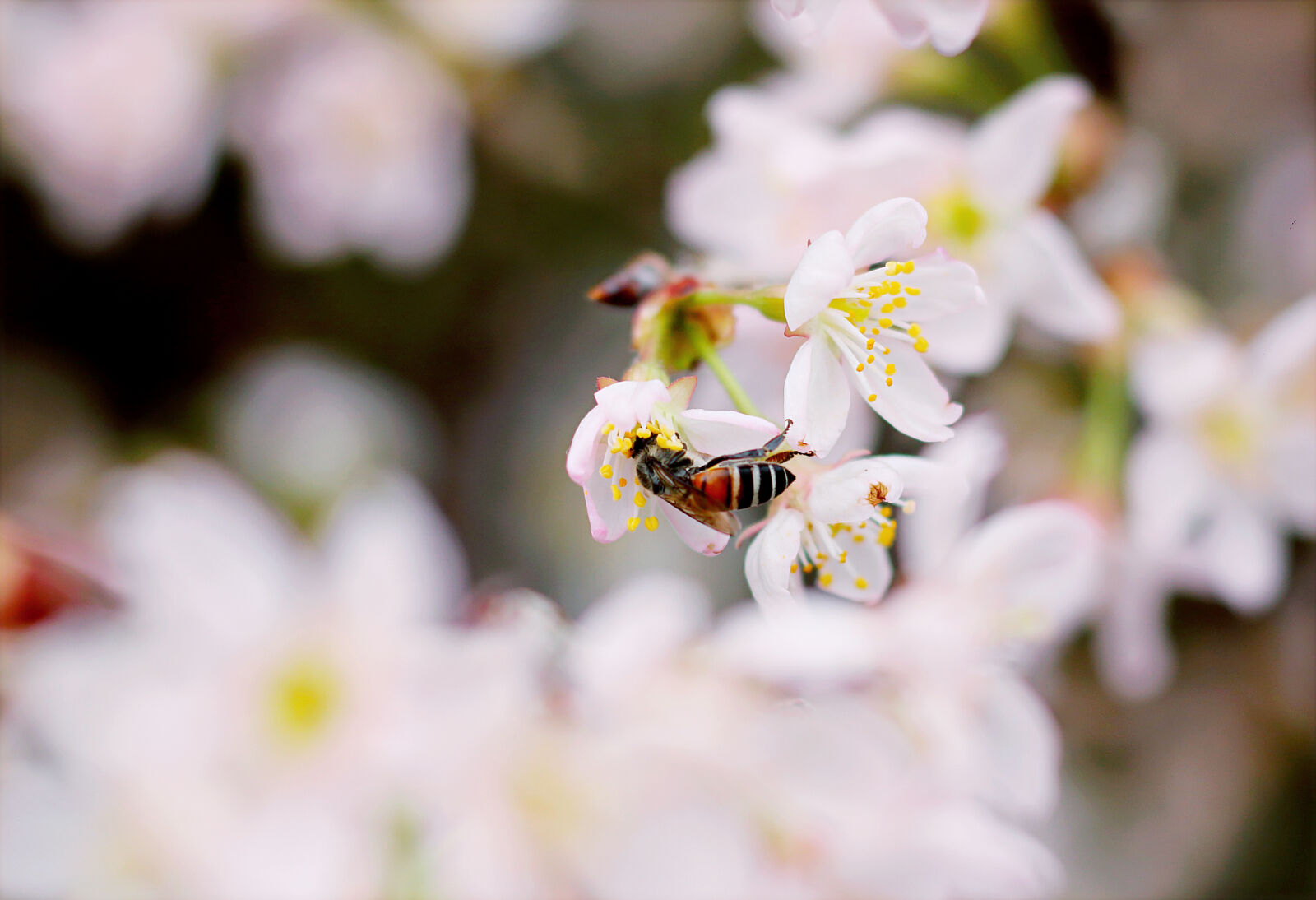 Canon EOS 70D + Canon EF 50mm F1.8 STM sample photo. Close, up, photo, of photography