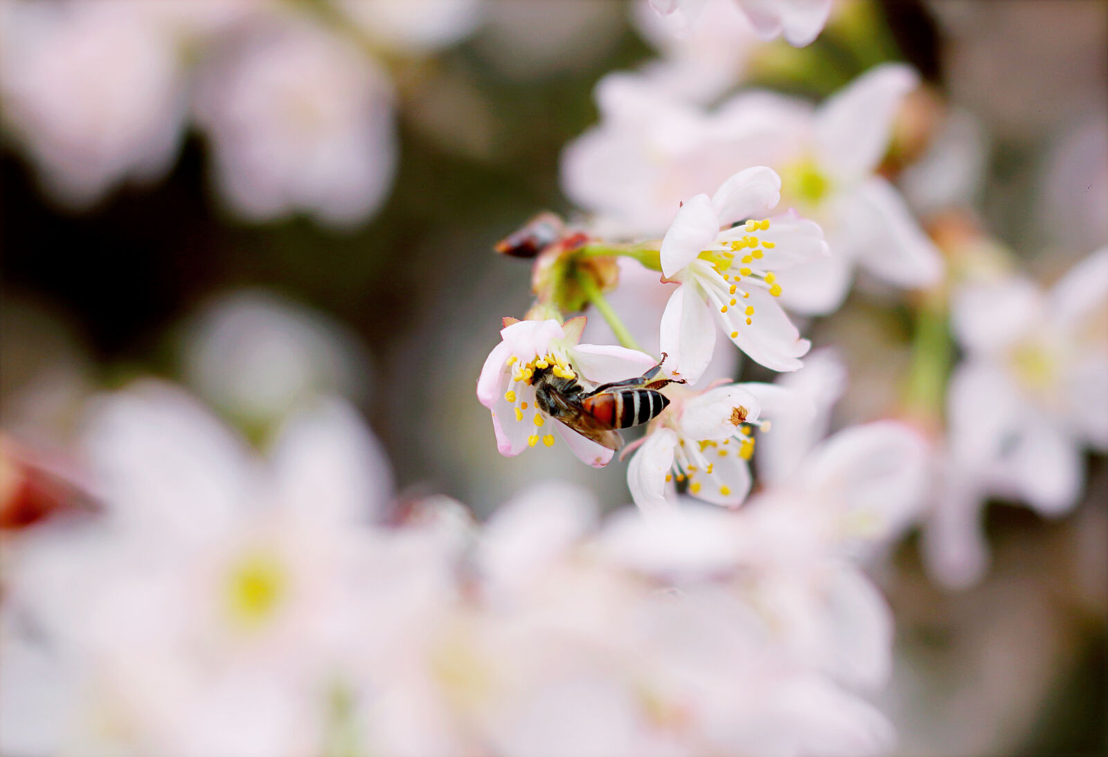 Canon EF 50mm F1.8 STM sample photo. Close, up, photo, of photography