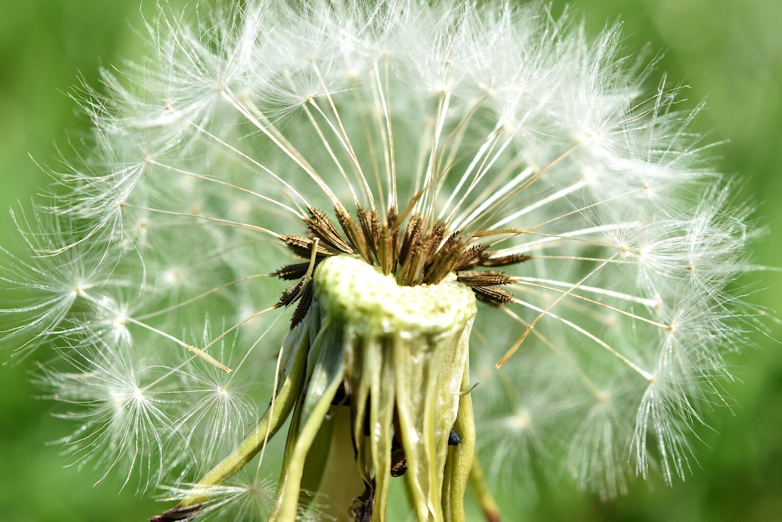 Nikon D5300 sample photo. Dandelion, seeds, nature photography