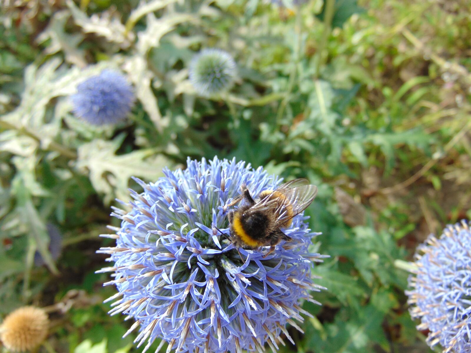 Sony Cyber-shot DSC-H300 sample photo. Merchant louis, moss, nature photography