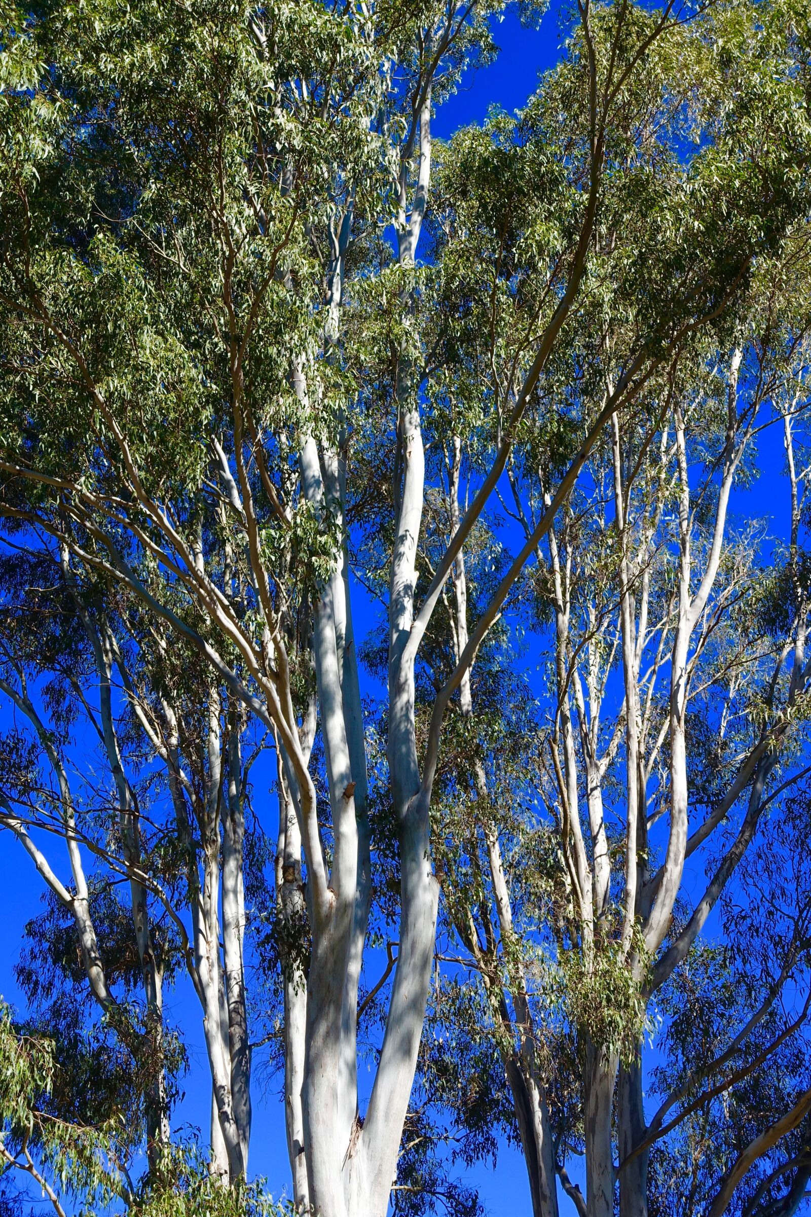 Sony Cyber-shot DSC-RX100 III sample photo. Eucalyptus, trees, australian photography