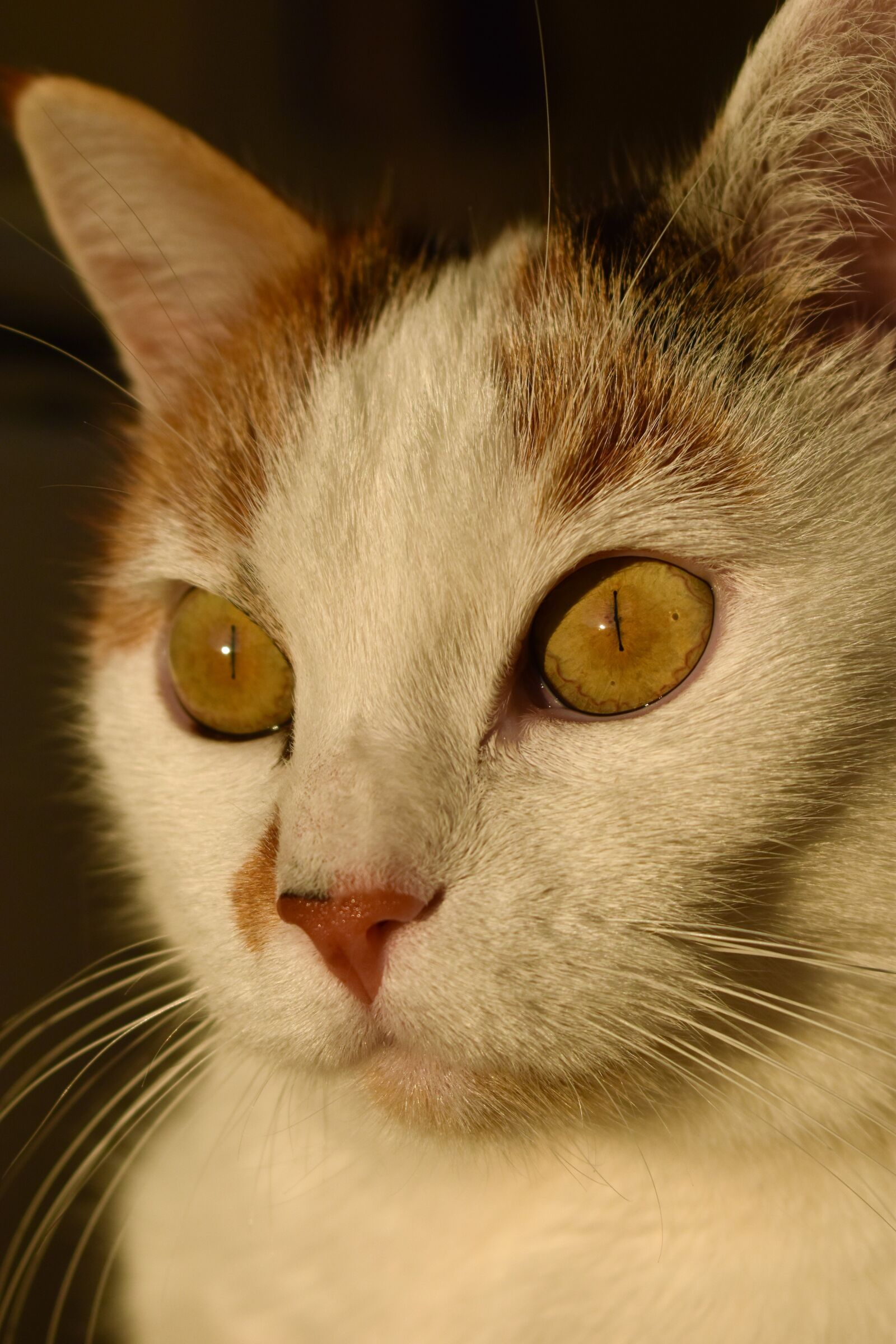 Nikon D5500 sample photo. Cat, white, animal photography