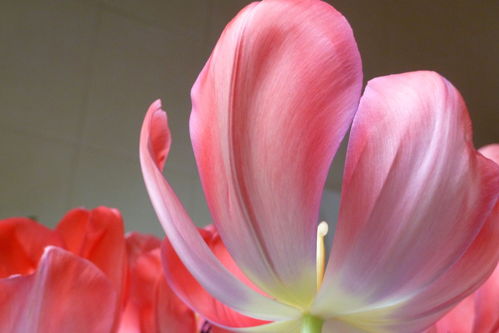 Panasonic Lumix DMC-ZS7 (Lumix DMC-TZ10) sample photo. Tulip, red, spring photography