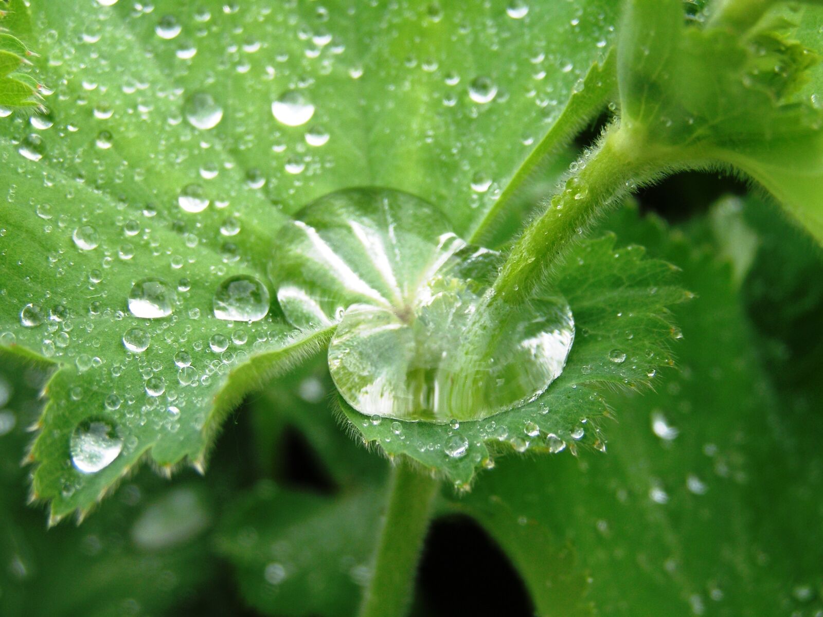 Olympus SP500UZ sample photo. Garden, raindrop, plant photography