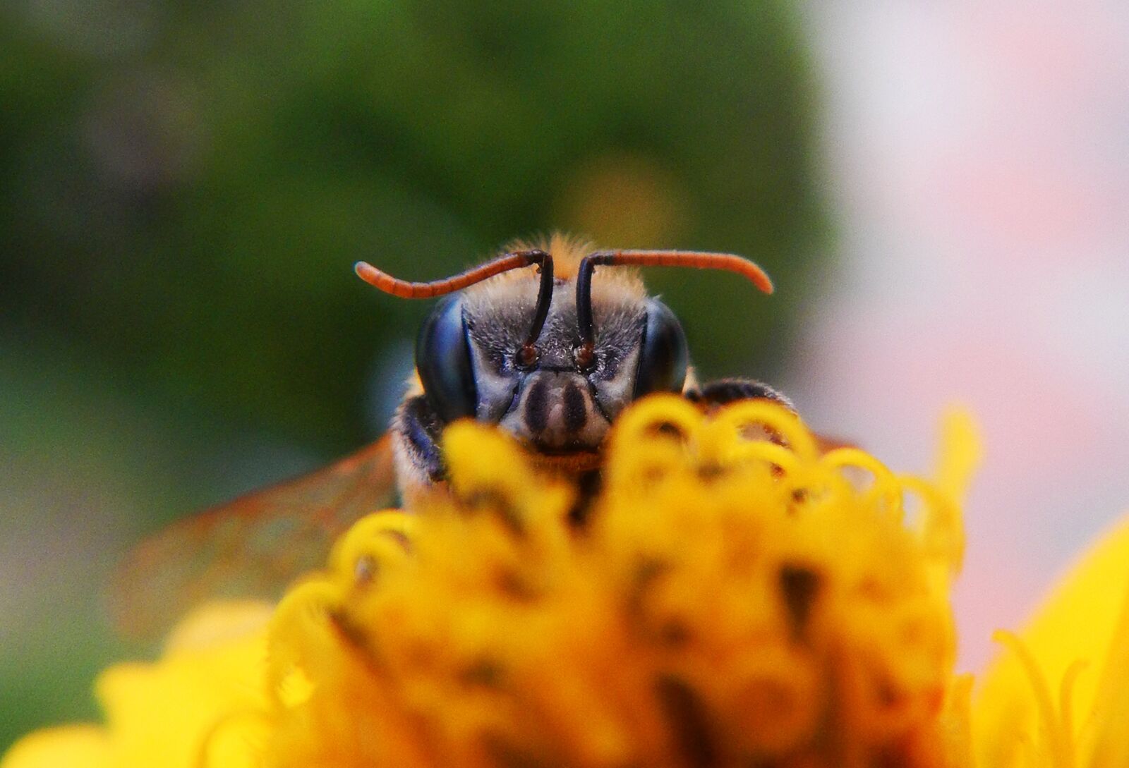 Nikon Coolpix AW110 sample photo. Bee, apiary, hive photography
