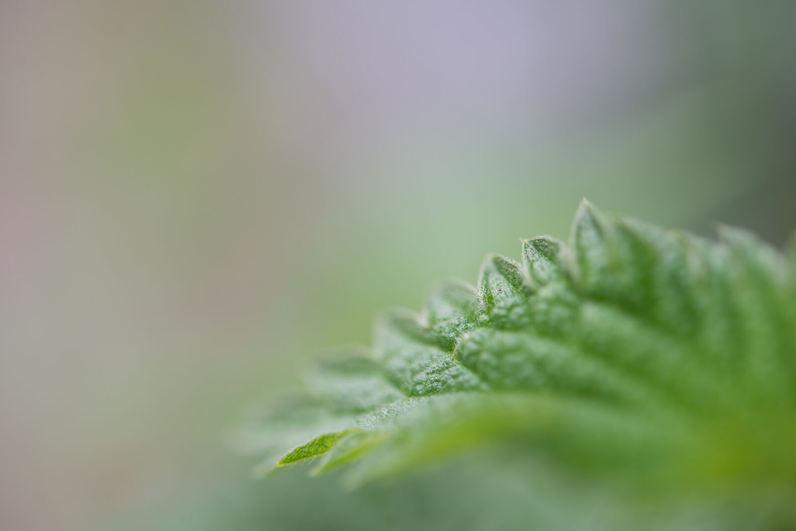Nikon D600 sample photo. Green, leaf, macro photography