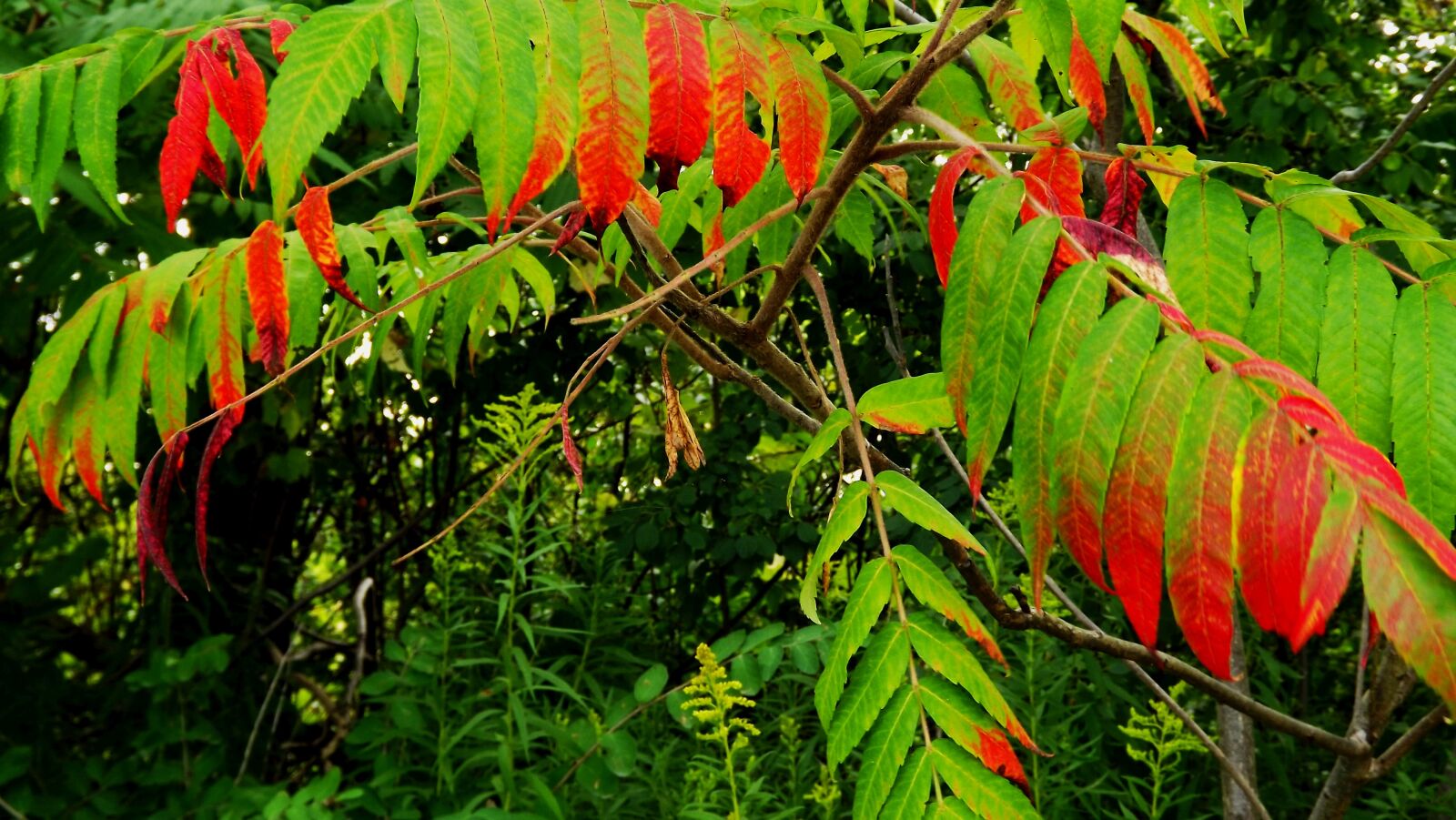Fujifilm FinePix S3400 sample photo. Nature, autumn, foliage photography