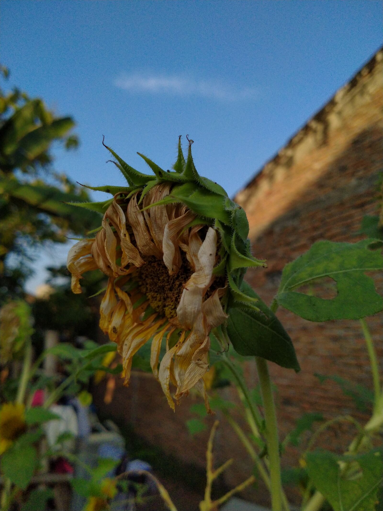 Realme 5I sample photo. Sunflower, green, light photography