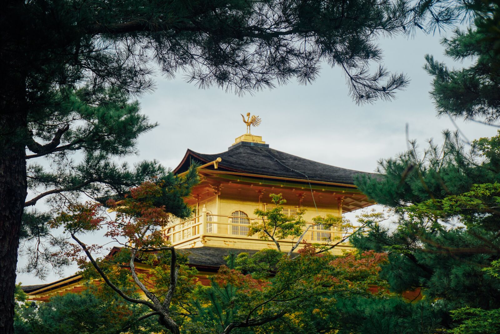 Sony a6000 sample photo. Kinkaku-ji, japan, gold photography
