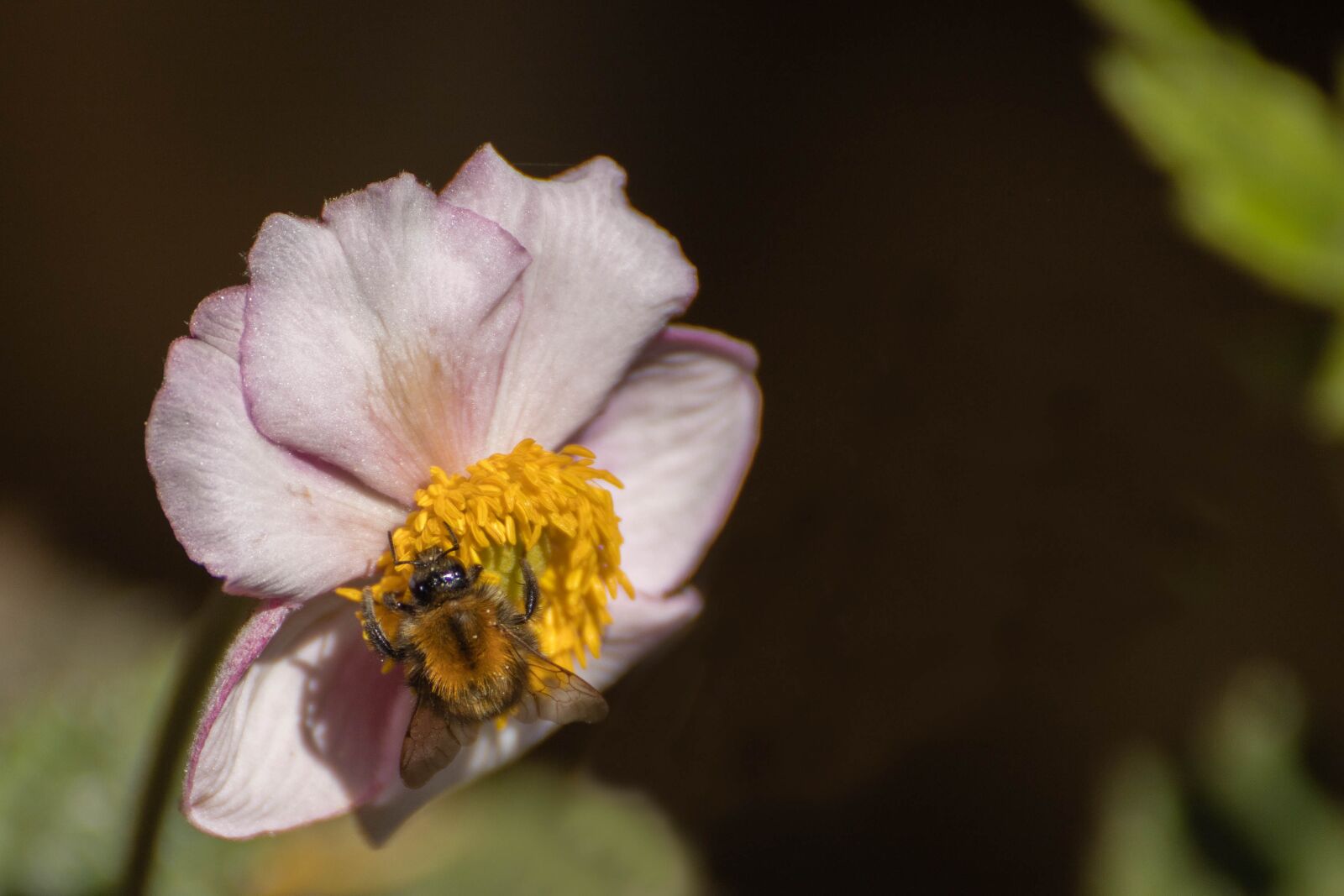 Canon EOS 6D Mark II sample photo. Anemone, white, flower photography