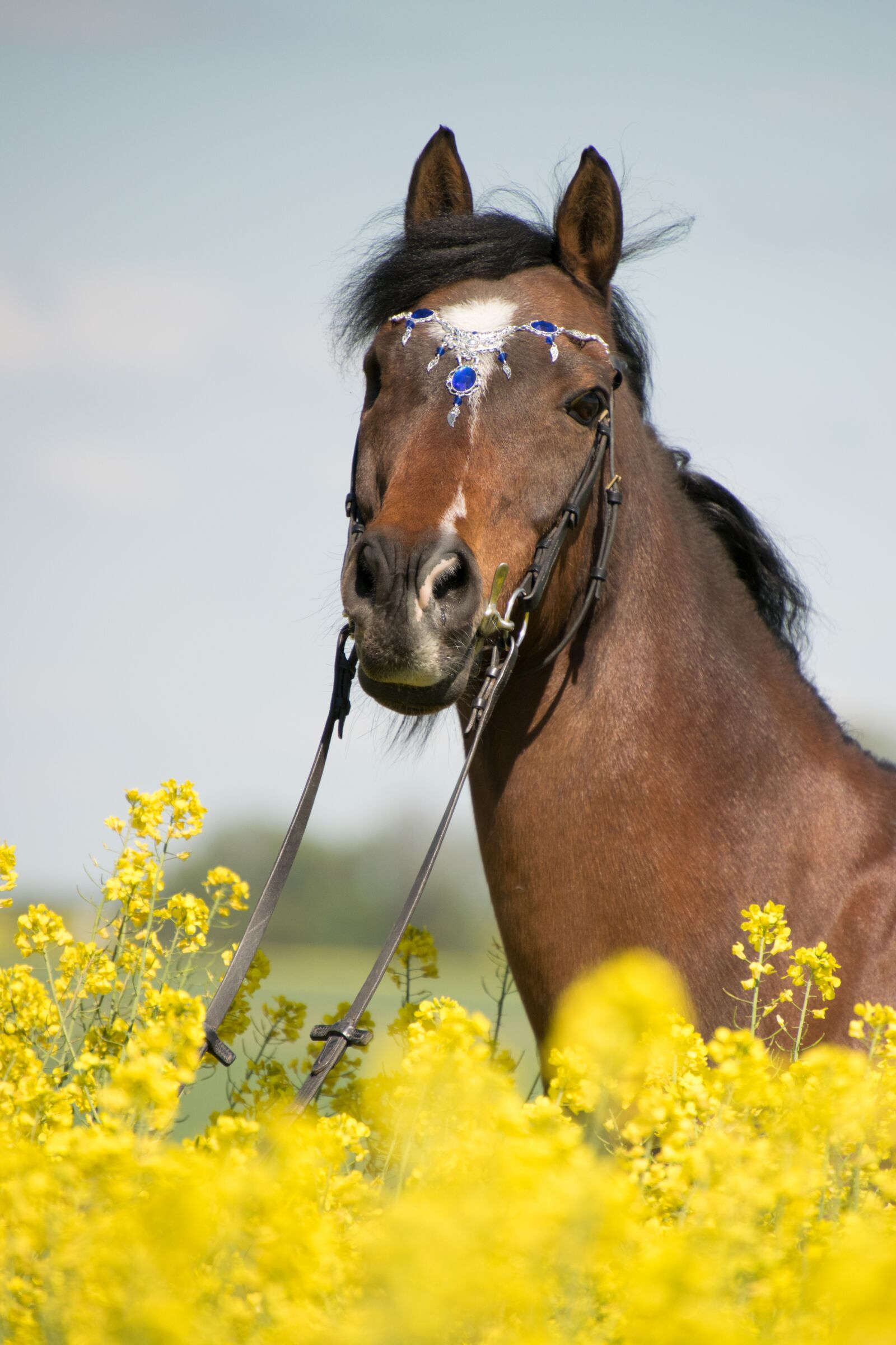 Nikon D3300 sample photo. Nature, horse, portrait photography