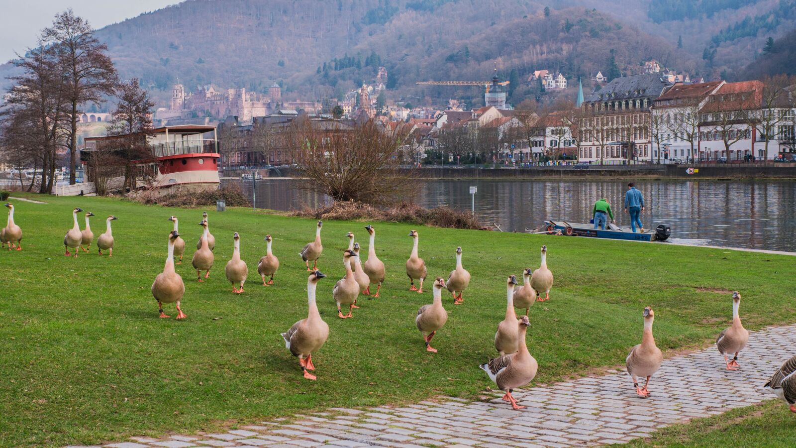 Panasonic Leica DG Summilux 25mm F1.4 II ASPH sample photo. Heidelberg, geese, river photography