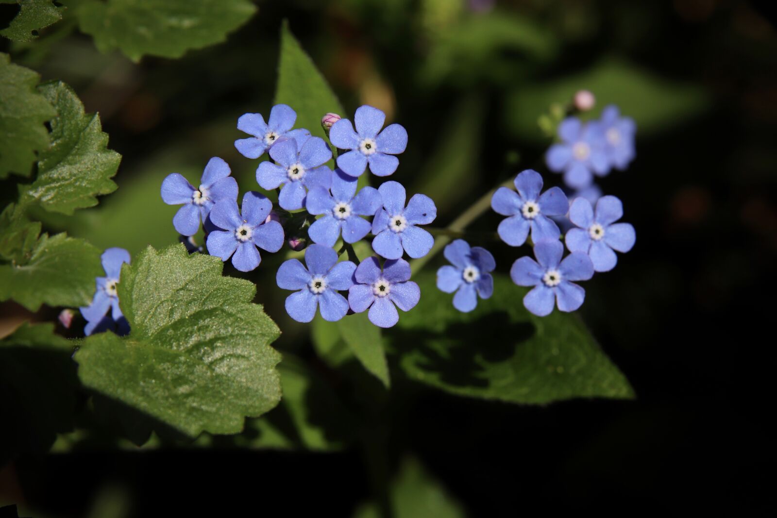 Canon EOS 800D (EOS Rebel T7i / EOS Kiss X9i) sample photo. Forget me not, flowers photography