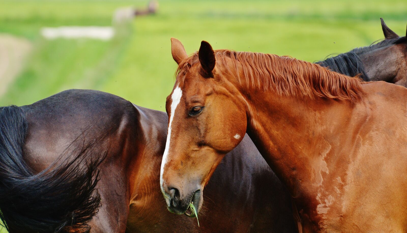 Nikon D3200 sample photo. Horses, for two, coupling photography