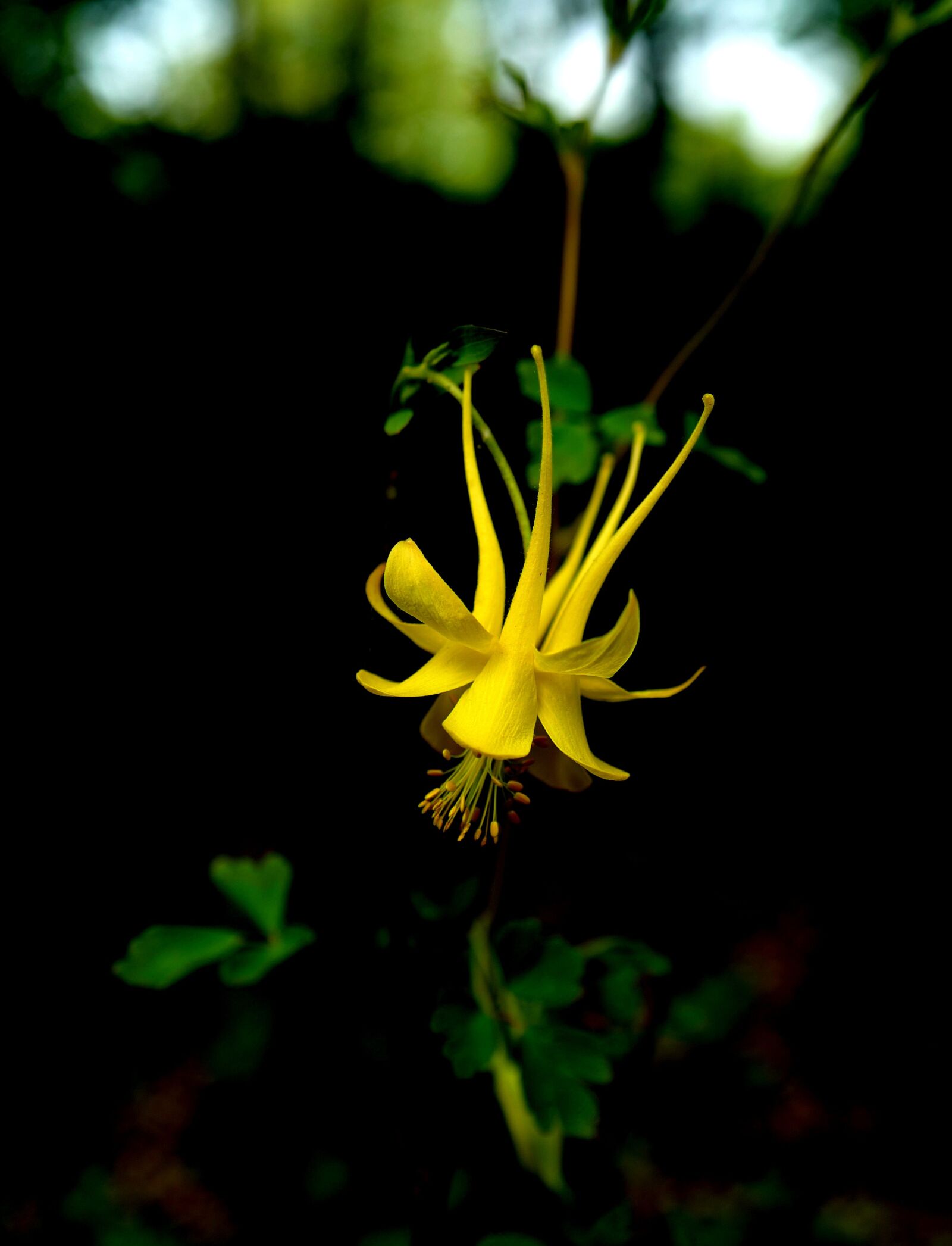 Leica Q (Typ 116) sample photo. Flower, nature, yellow photography