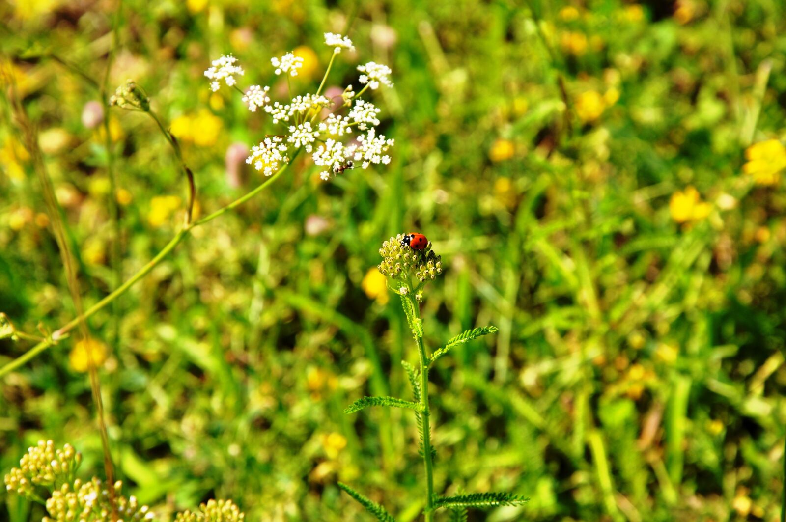 Nikon D90 sample photo. Ladybug, meadow photography