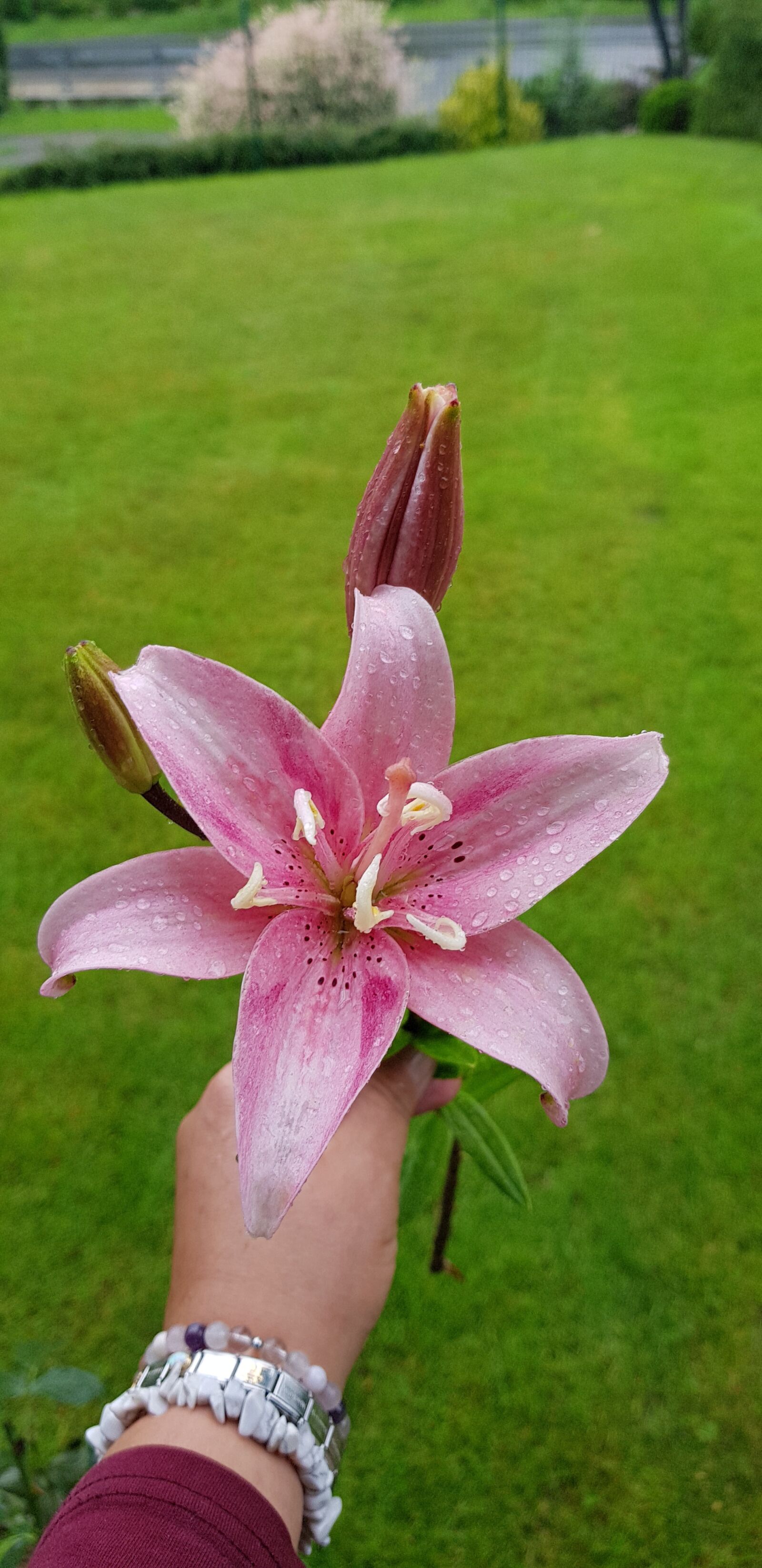 Samsung Galaxy S8+ sample photo. Lily, pink, flower photography