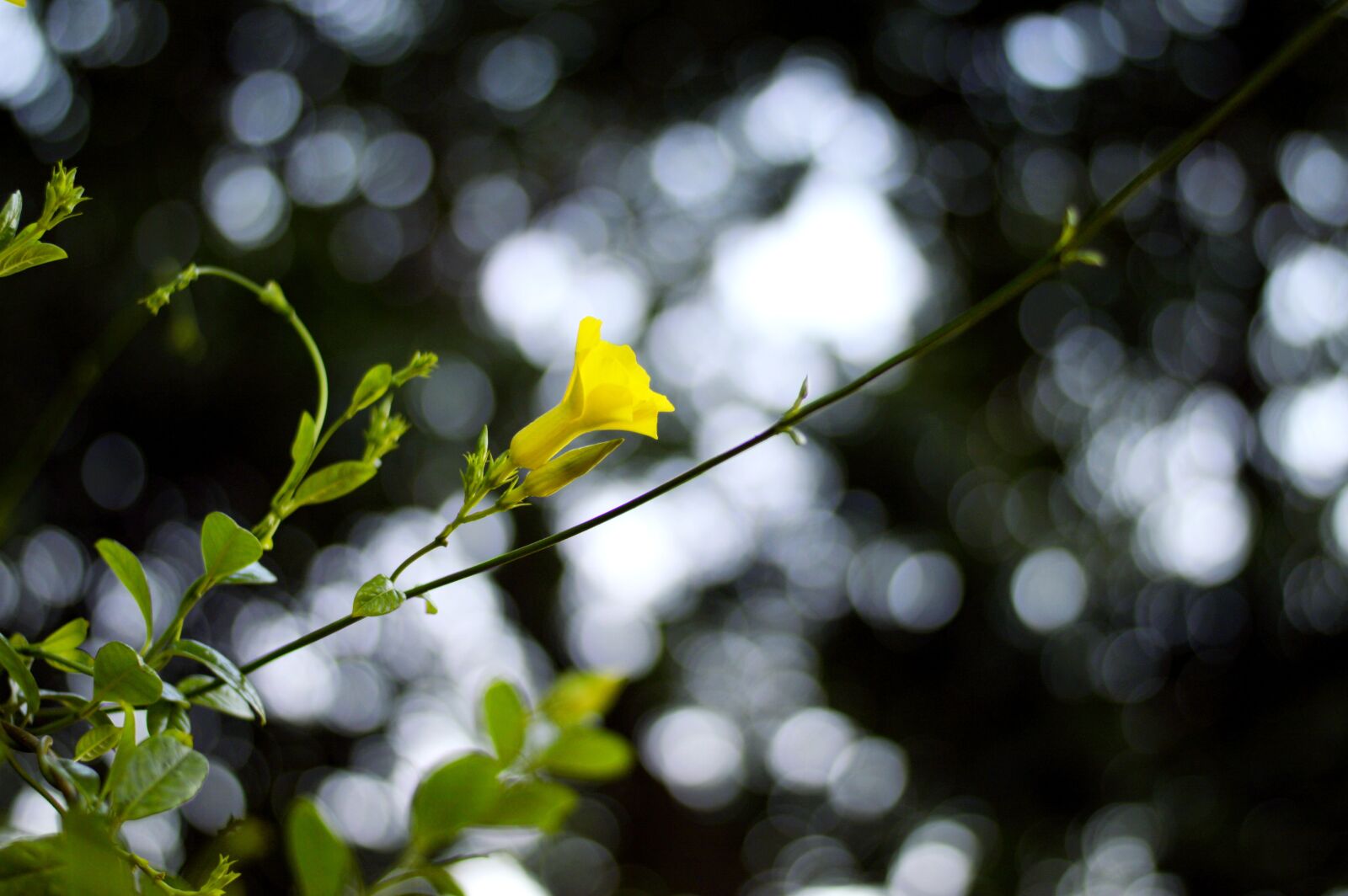Nikon D3200 sample photo. Beautiful, beautiful flowers, bokeh photography