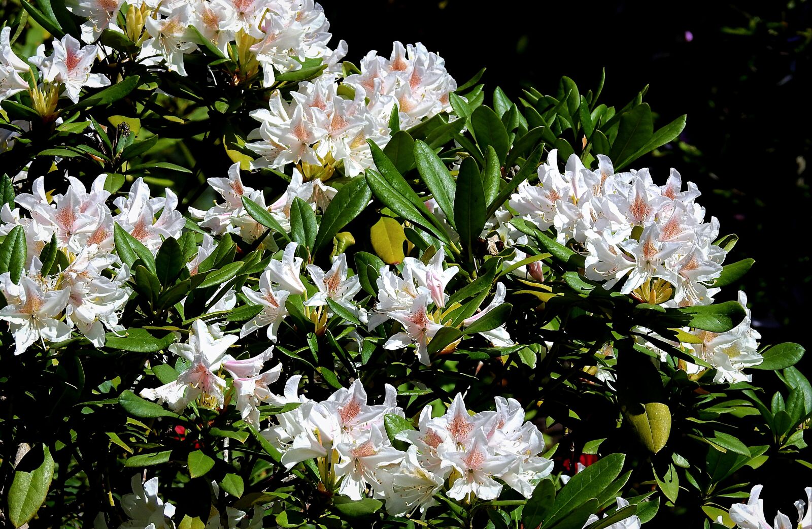 Nikon Coolpix P900 sample photo. Flowers, blooming, spring photography