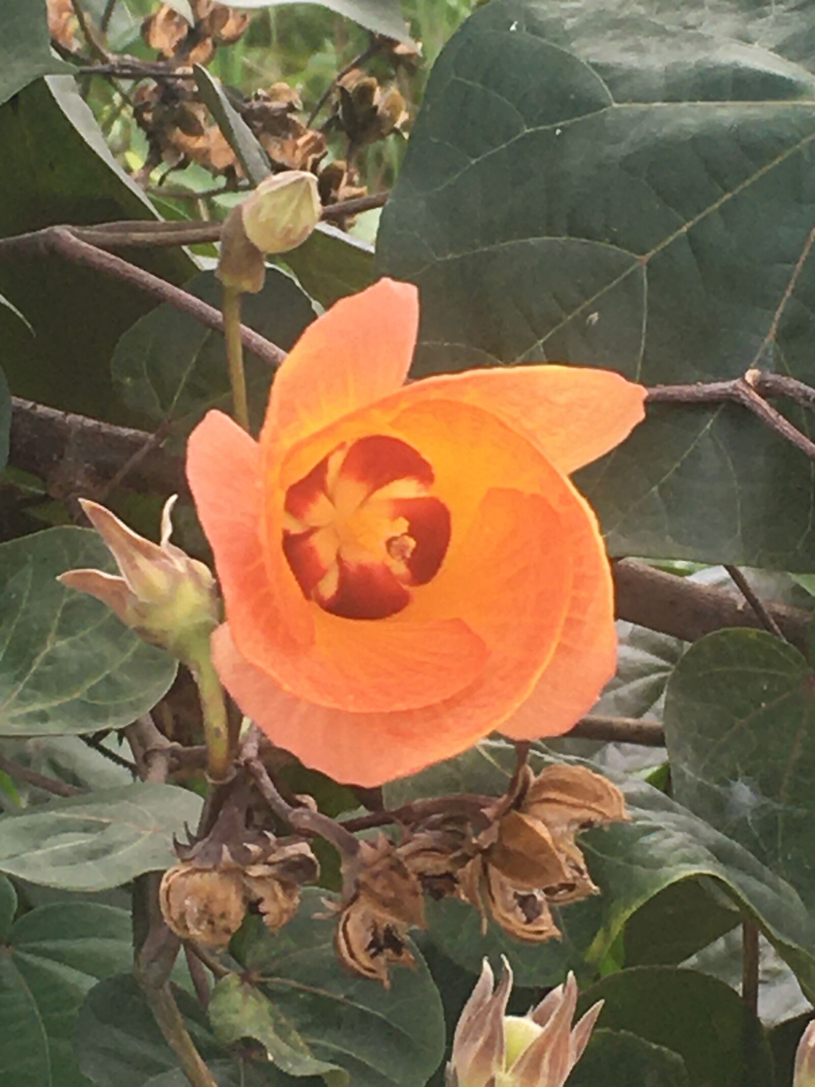 iPhone 6s back camera 4.15mm f/2.2 sample photo. Flower, check water, bs photography
