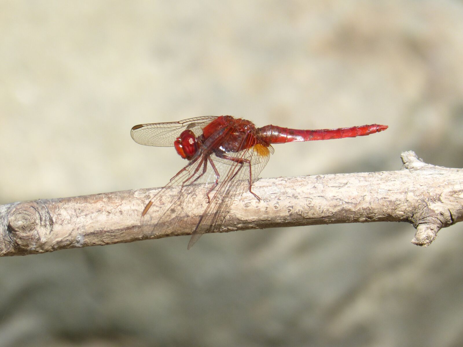 Panasonic DMC-FZ62 sample photo. Dragonfly, red dragonfly, erythraea photography