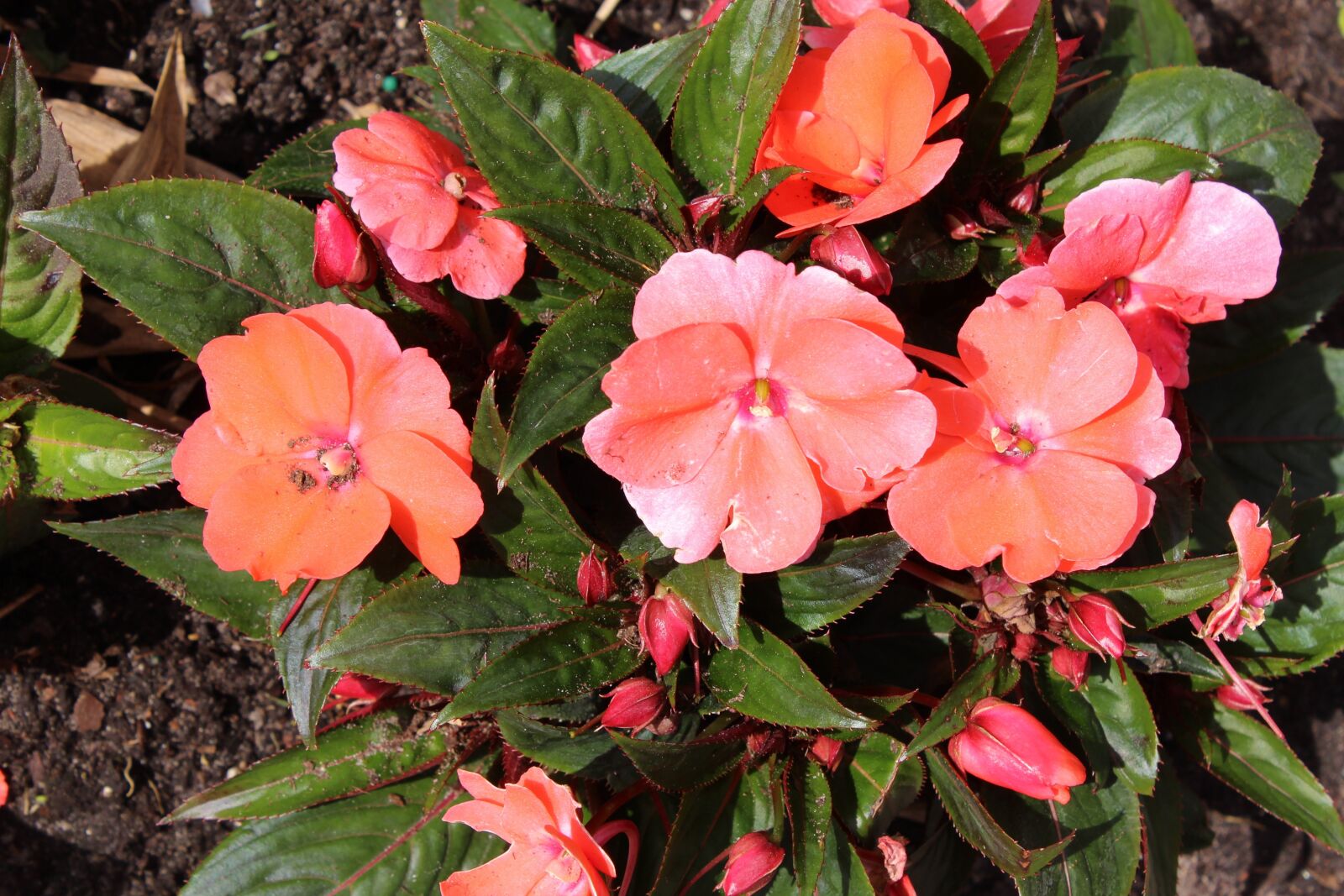 Canon EOS 1200D (EOS Rebel T5 / EOS Kiss X70 / EOS Hi) sample photo. Flower, pink, beautiful photography
