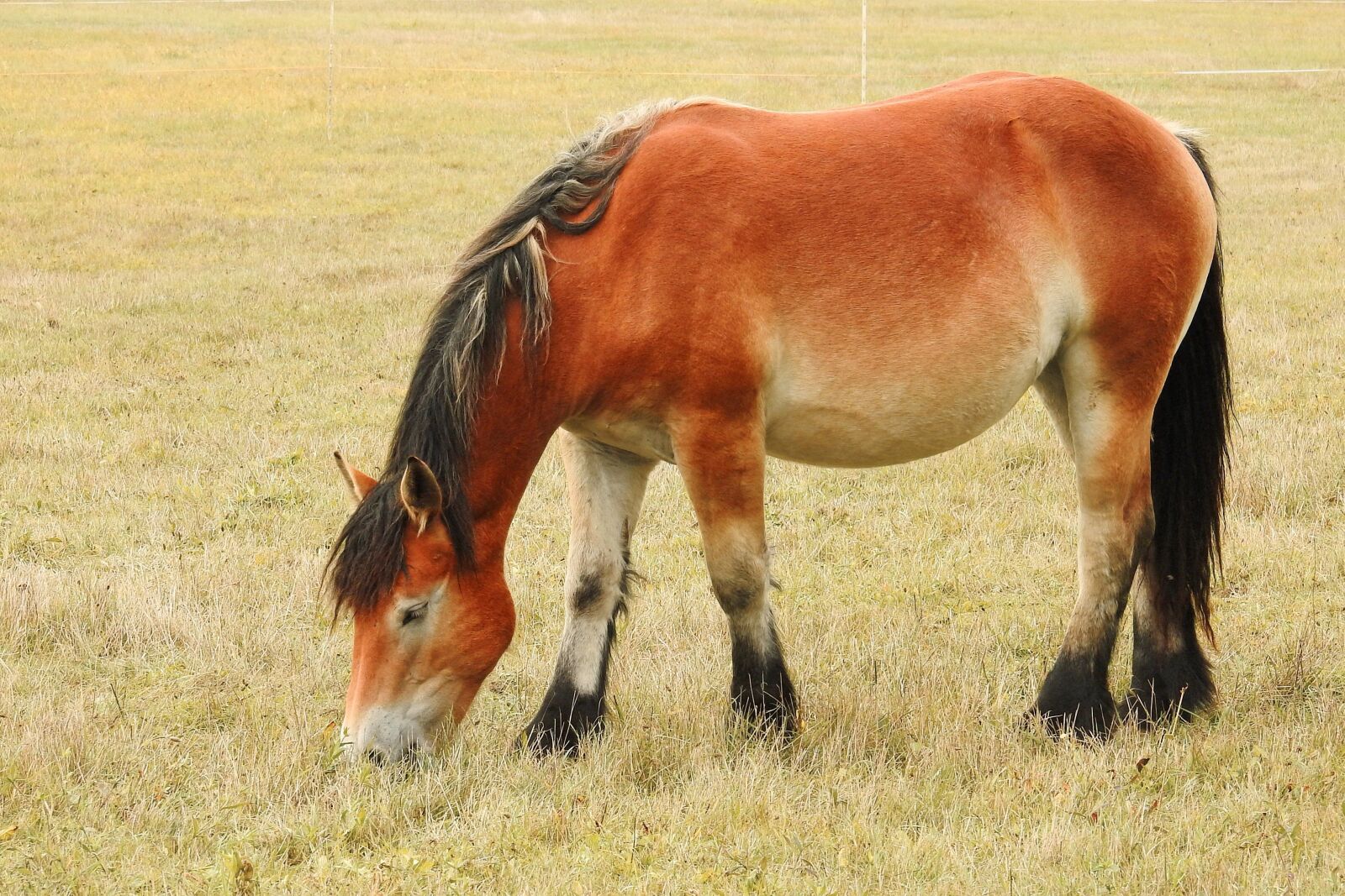 Nikon Coolpix P900 sample photo. Horse, kaltblut, mare photography