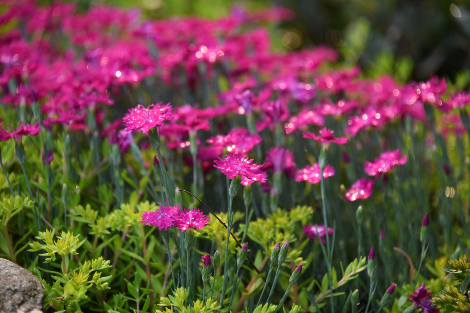 Nikon D850 sample photo. Pink, raindrop, flower photography