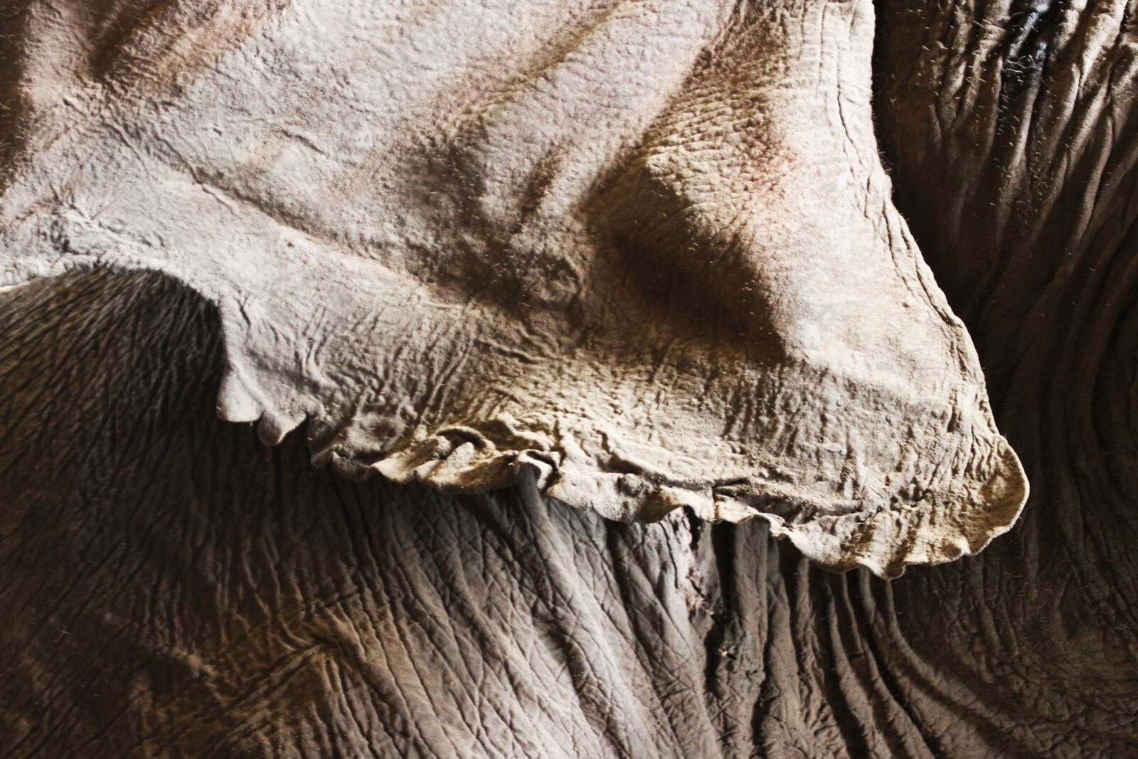 Canon EOS 7D Mark II sample photo. Animal, ear, elephant, flap photography