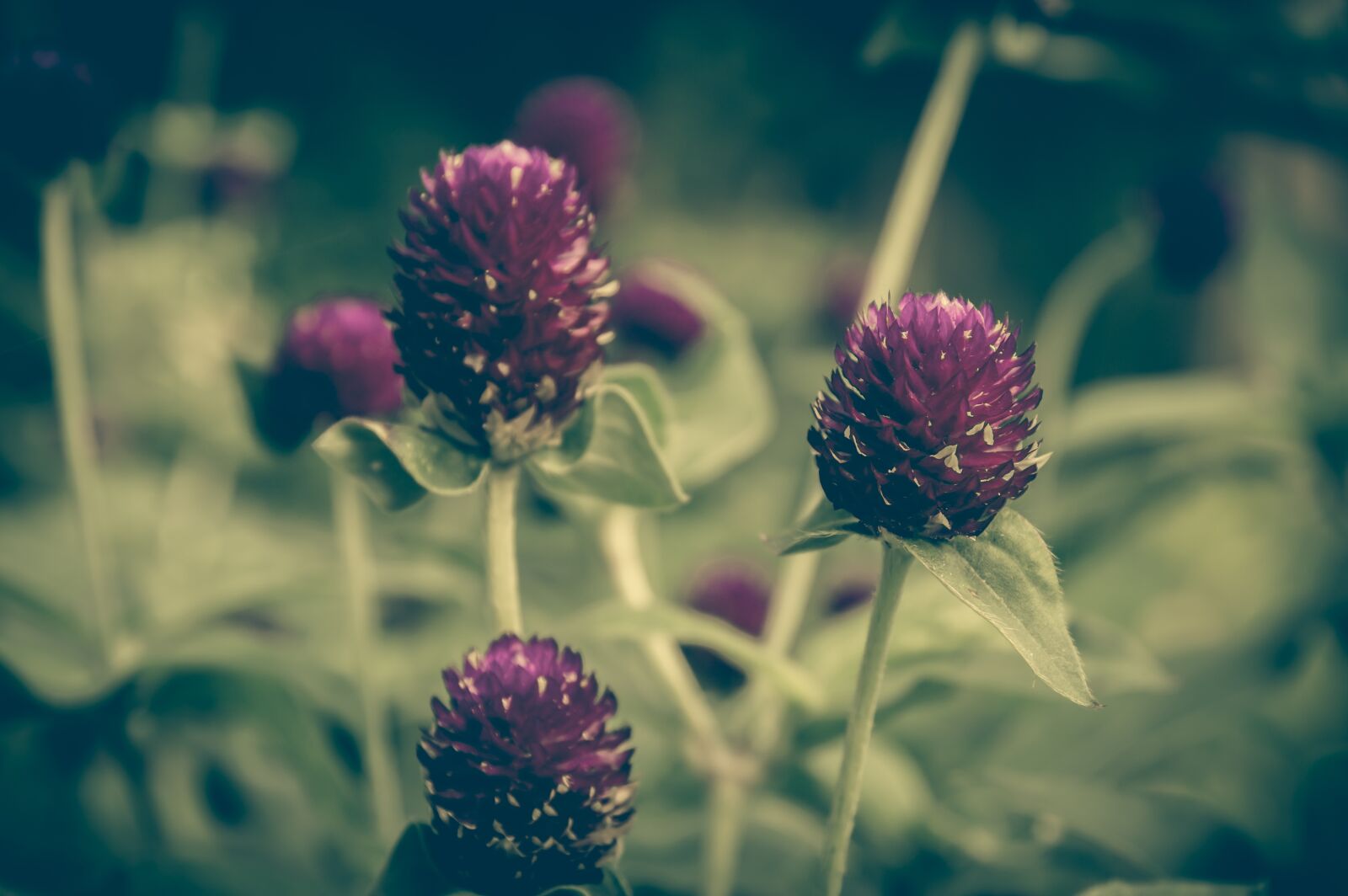 Nikon D3200 sample photo. Clover, vinous, color photography