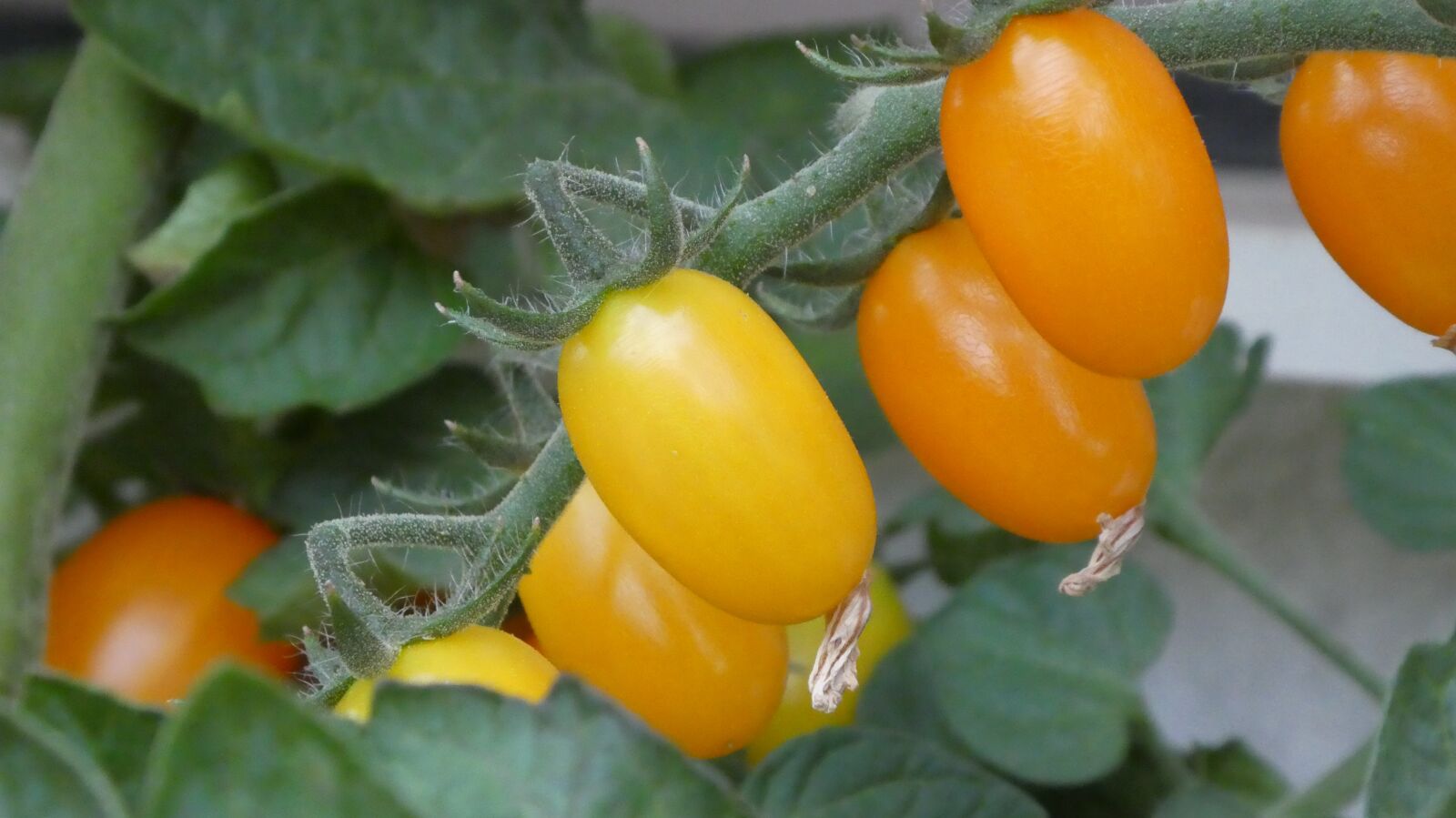 Panasonic DMC-TZ81 sample photo. Tomatoes, grape tomatoes, orange photography