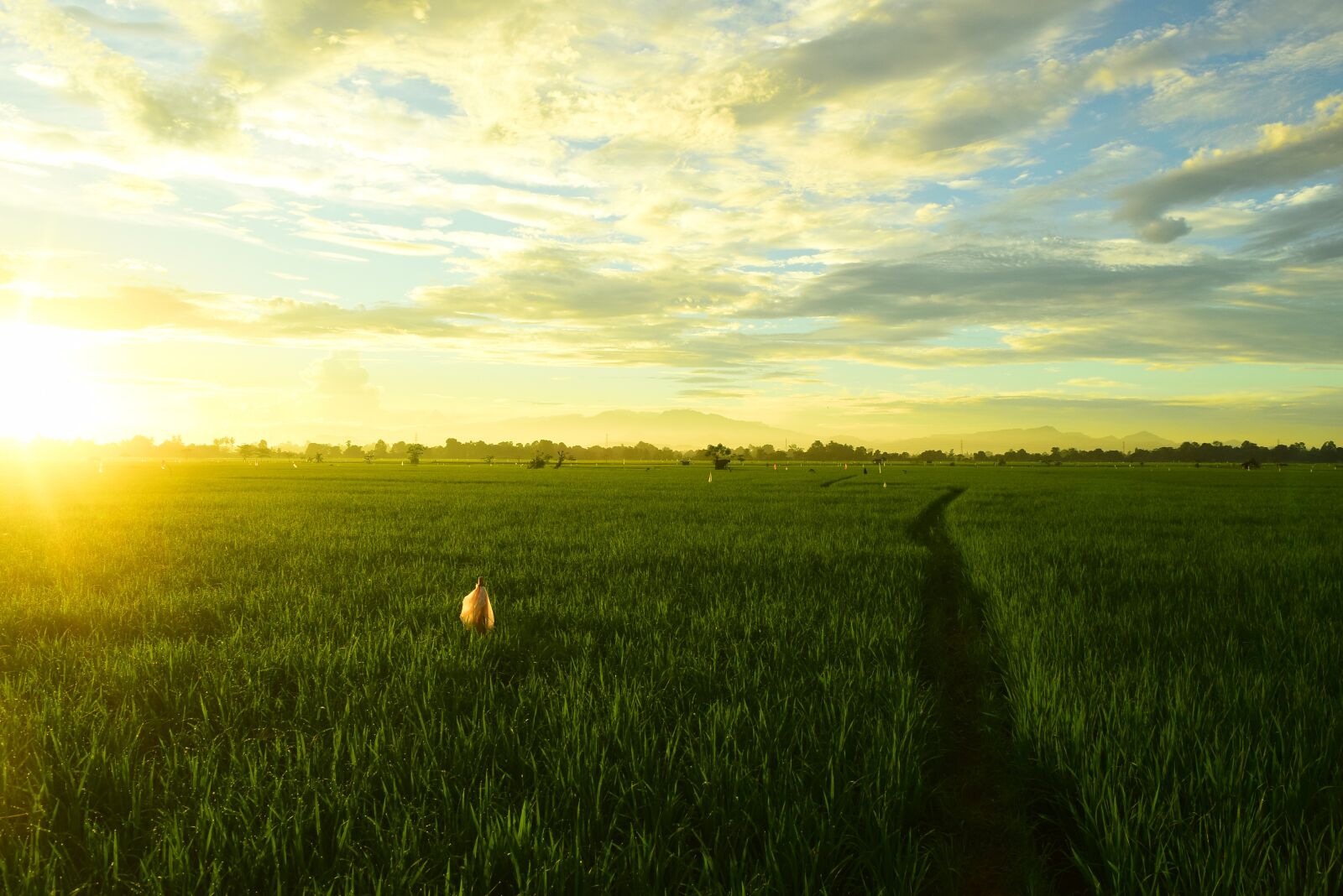 Nikon D3300 sample photo. Sunrise, summer, nature photography