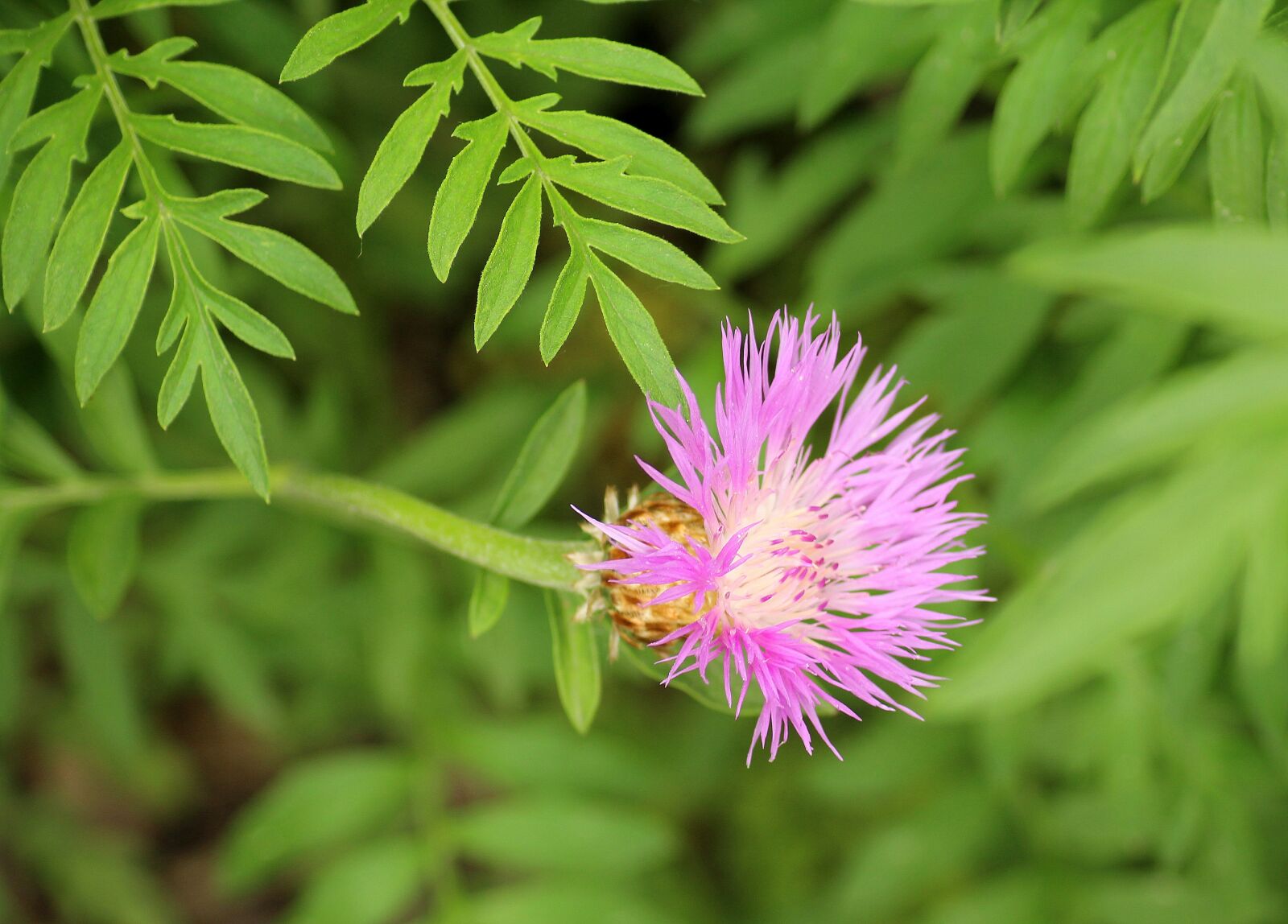 Canon EOS 1200D (EOS Rebel T5 / EOS Kiss X70 / EOS Hi) sample photo. Cornflower driakiewnik, a flower photography