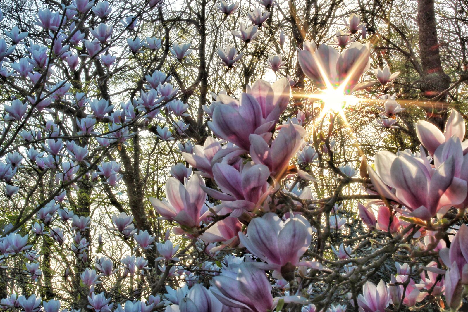 Canon EOS 1300D (EOS Rebel T6 / EOS Kiss X80) sample photo. Magnolia, flowers, garden photography