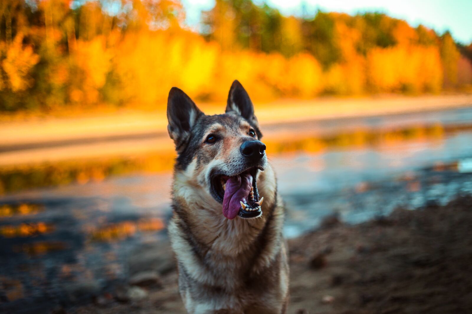 Canon EF 50mm F1.8 II sample photo. Dog, alsatian, animal photography