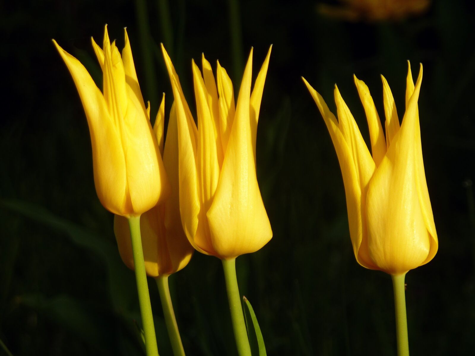 Panasonic DMC-TZ7 sample photo. Tulips, yellow, flower photography
