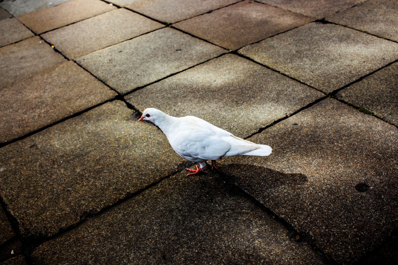 Canon EF-S 24mm F2.8 STM sample photo. Dove, historic center, ground photography