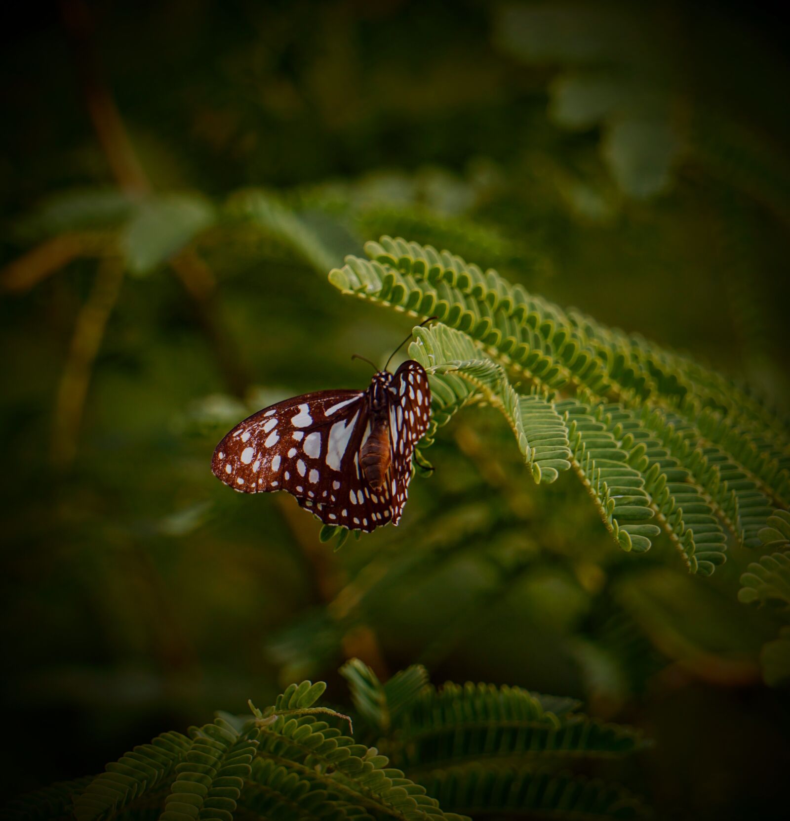 Sony E 55-210mm F4.5-6.3 OSS sample photo. Butterfly, natural, love photography