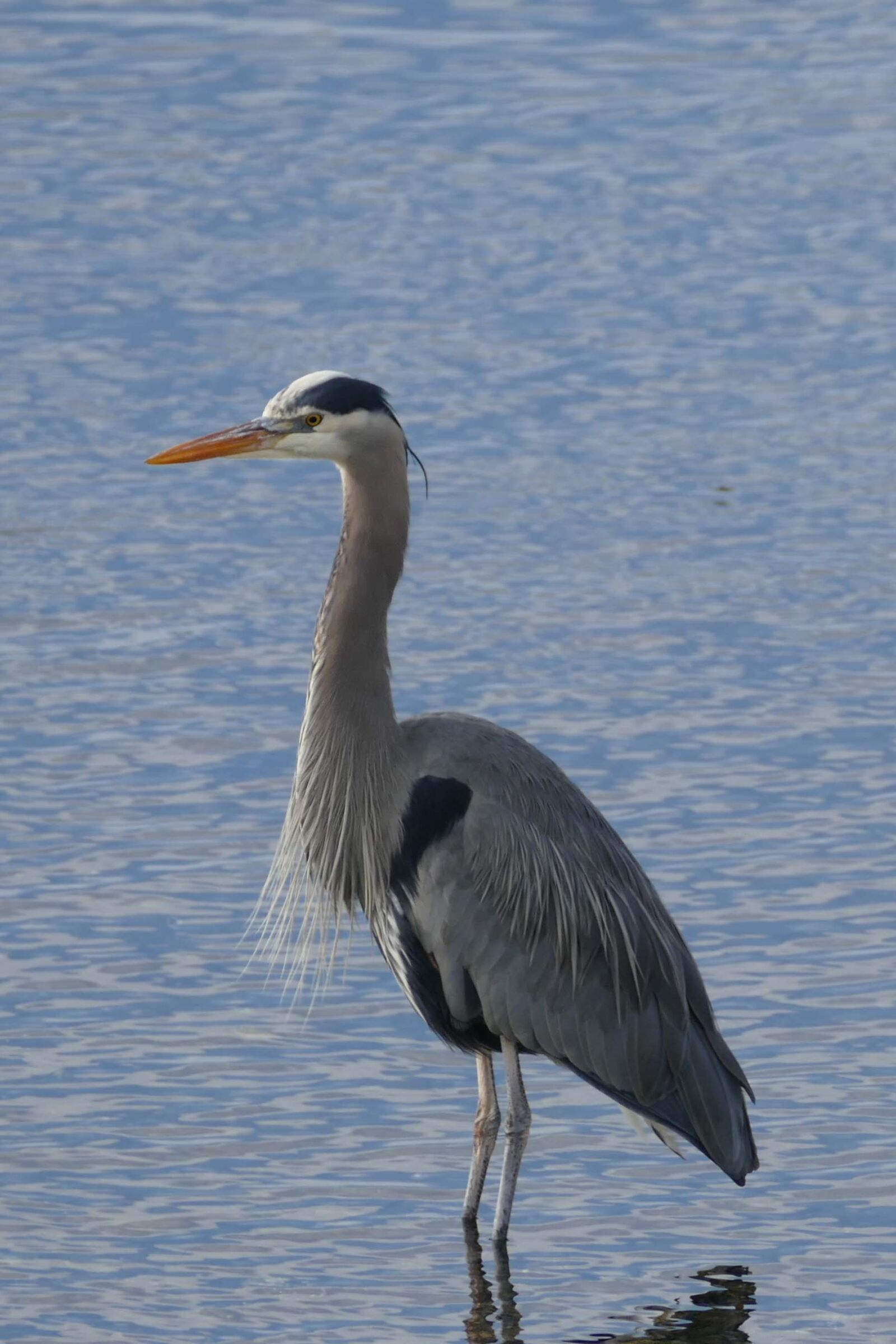 Panasonic Lumix DMC-FZ1000 sample photo. Bird, heron, water photography