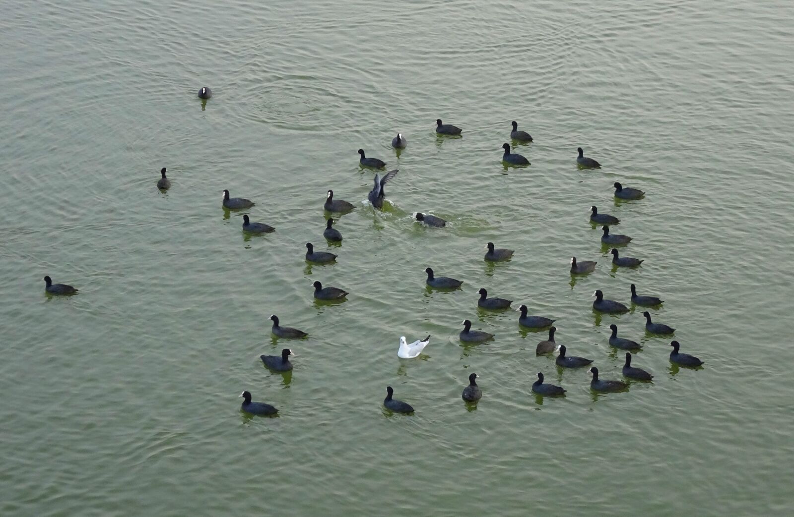 Sony Cyber-shot DSC-HX90V sample photo. Eurasian coot, fulica atra photography