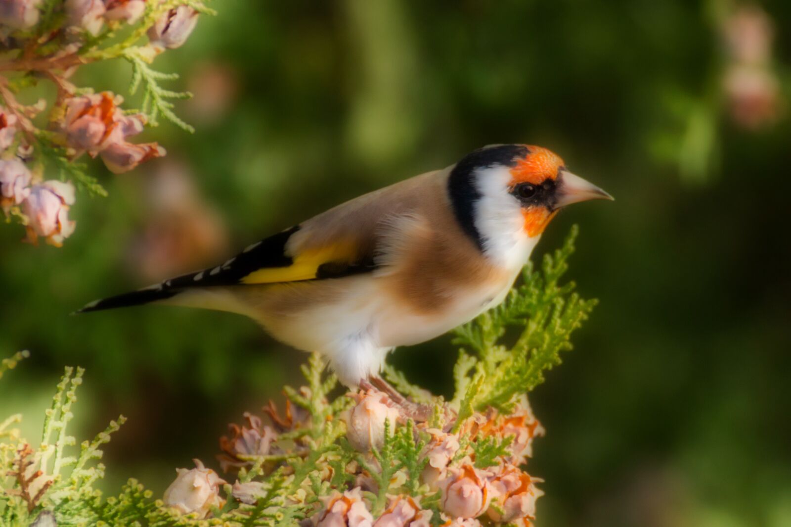 Canon EOS 70D sample photo. European goldfinch, bird, nature photography