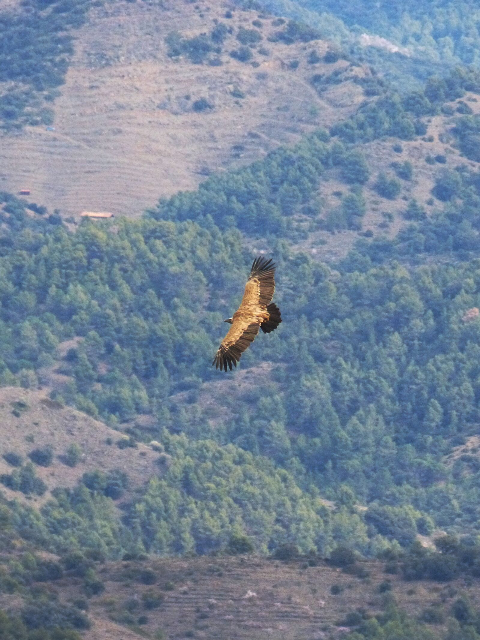 Panasonic DMC-FZ62 sample photo. Vulture, flight, freedom photography