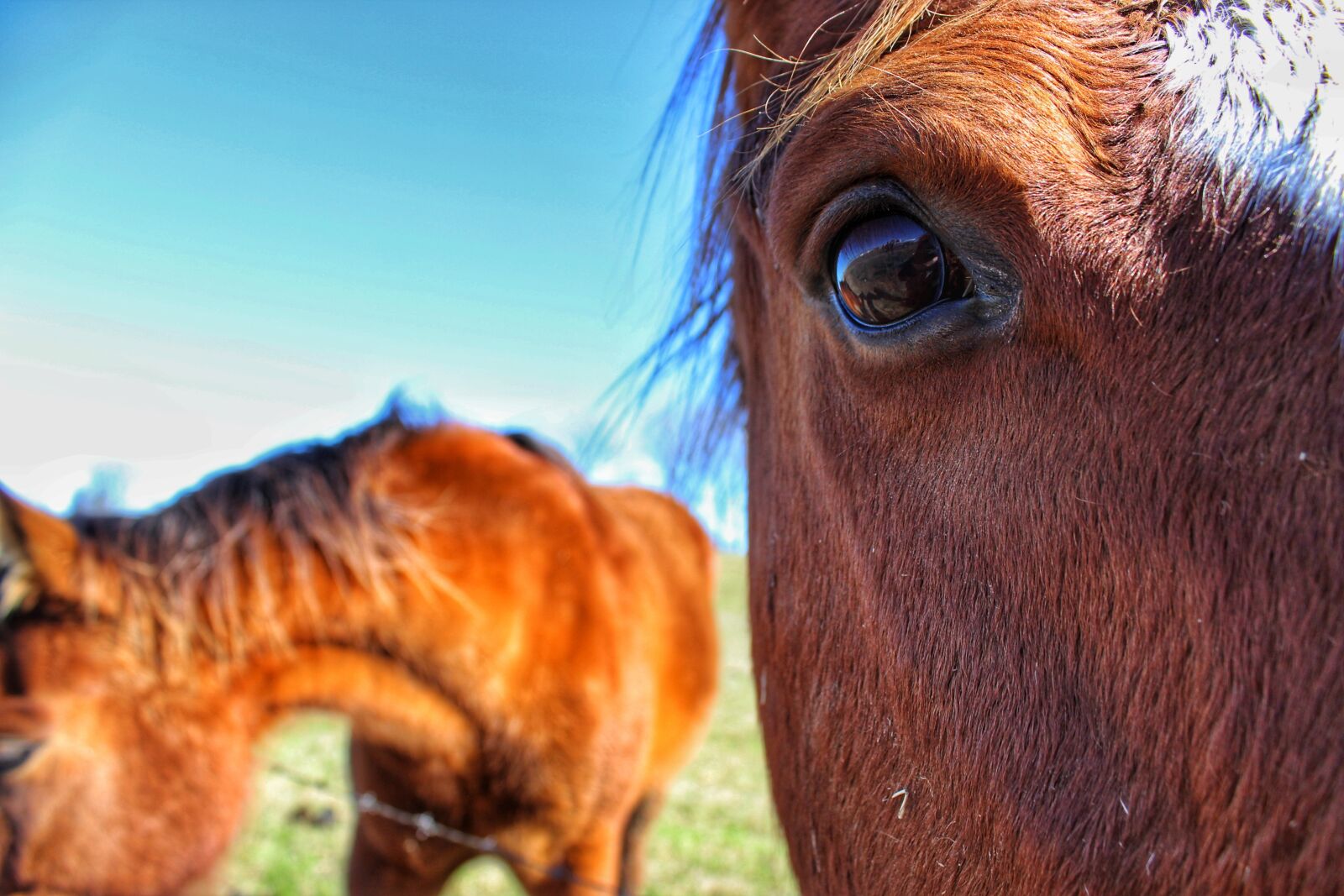Canon EOS 1300D (EOS Rebel T6 / EOS Kiss X80) sample photo. Horse, eye, up close photography